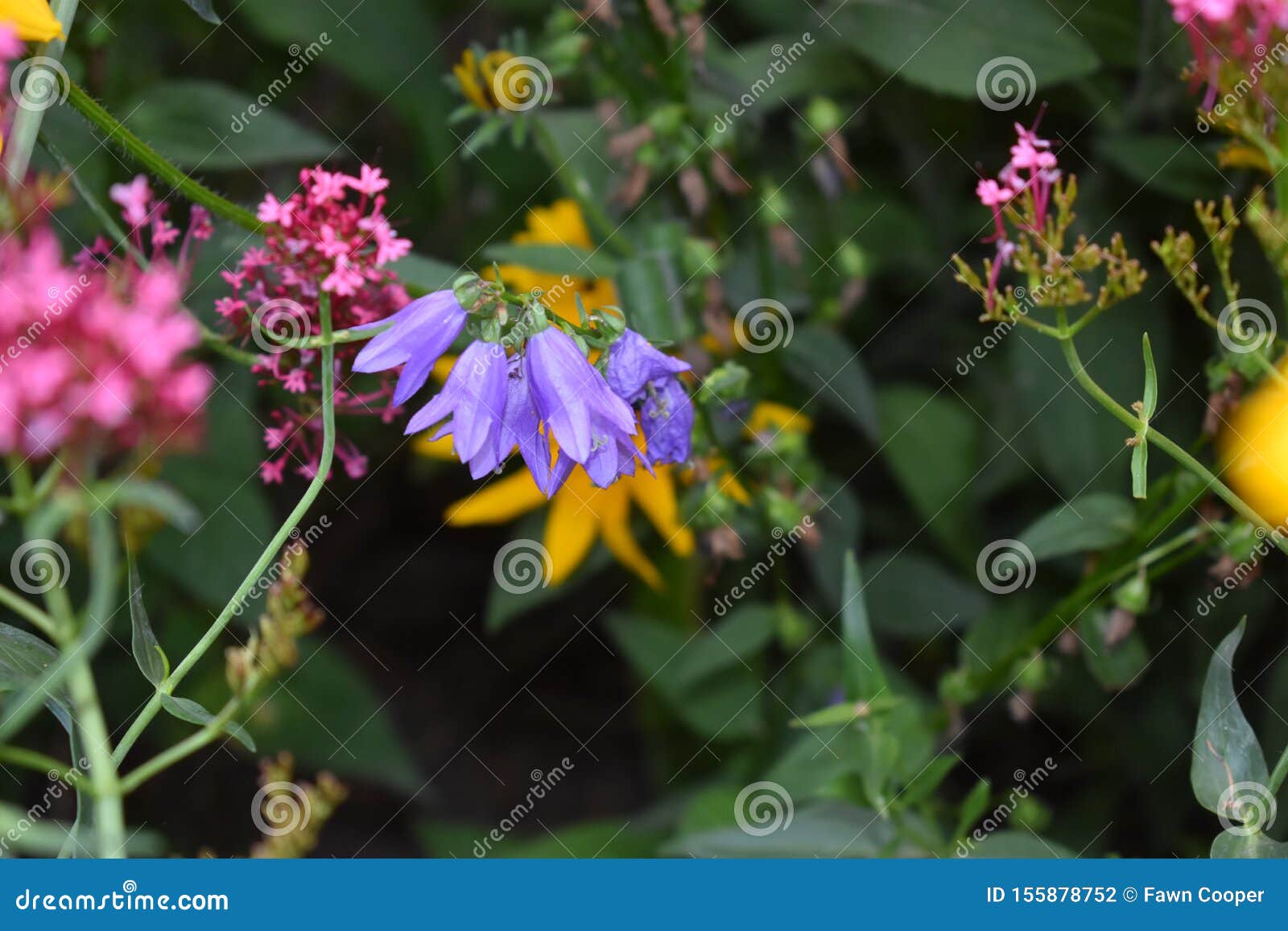 Flores Moradas En Forma De Campana En El Jardín Foto de archivo - Imagen de hojas, alarma: 155878752 Flores Moradas En Forma De Campana En El Jardín Foto de archivo - Imagen de hojas, alarma: 155878752