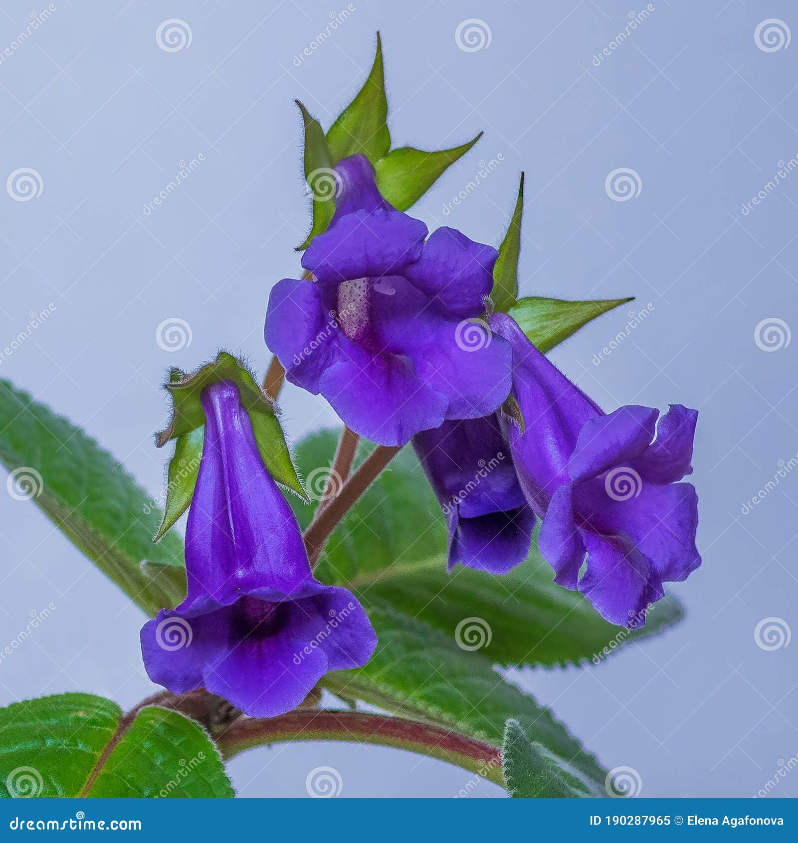 Flores Moradas Suaves De Sinningia Thidea Gloxinia Imagen de archivo -  Imagen de hoja, houseplant: 190287965