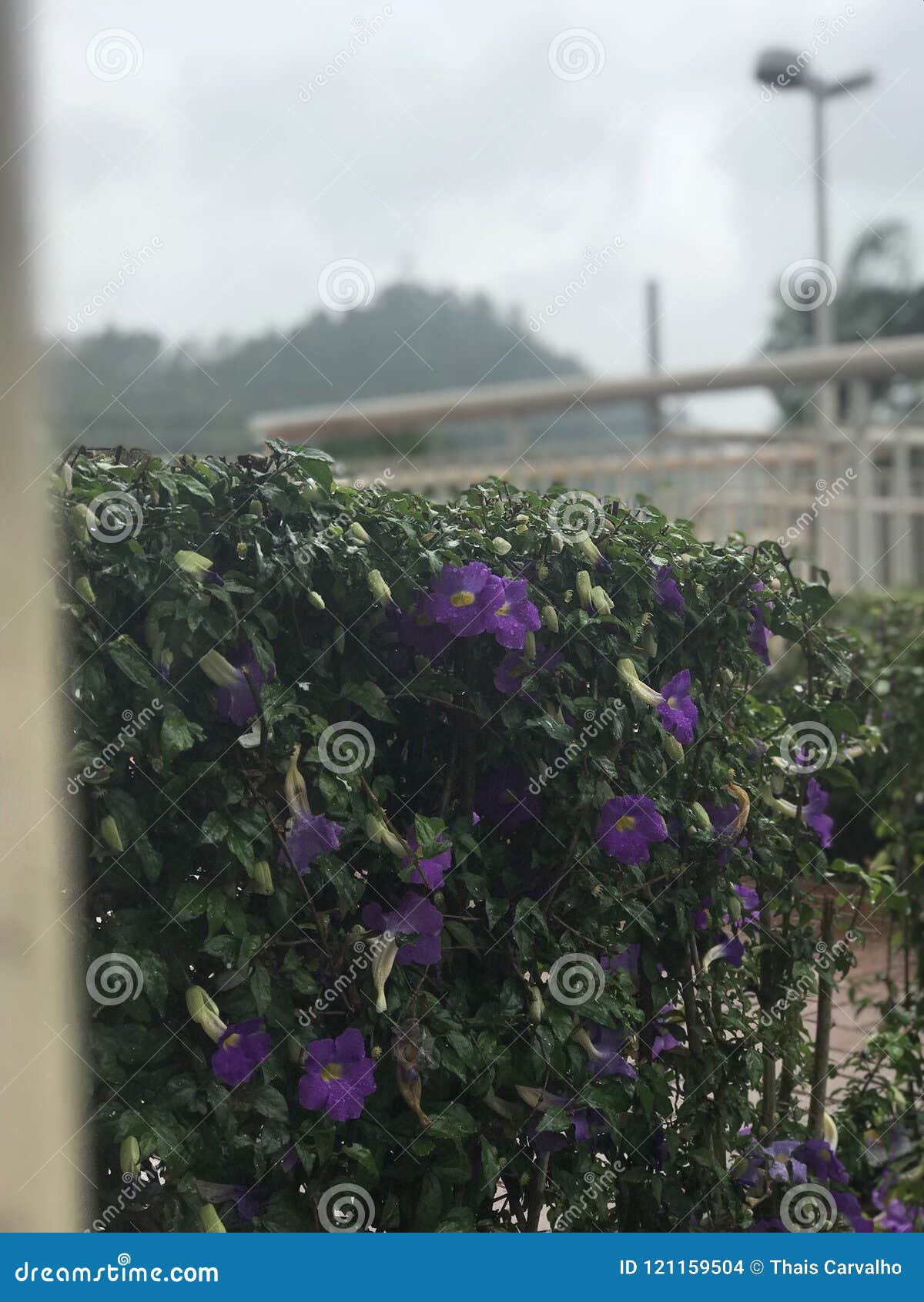 flores na chuva