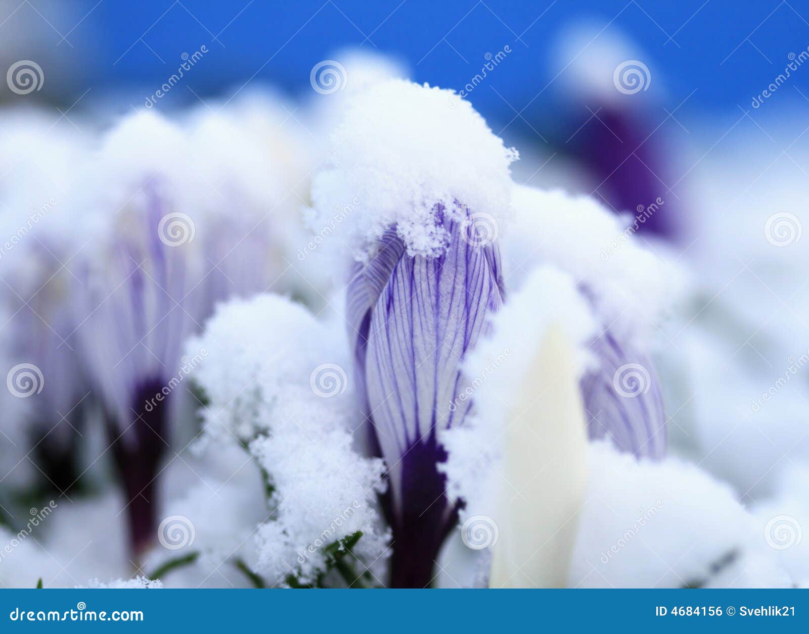 Featured image of post Imagens De Flores Com Neve : Coloque frases ou mensagens de flores no seu site ou blog, copie o código correspondente.