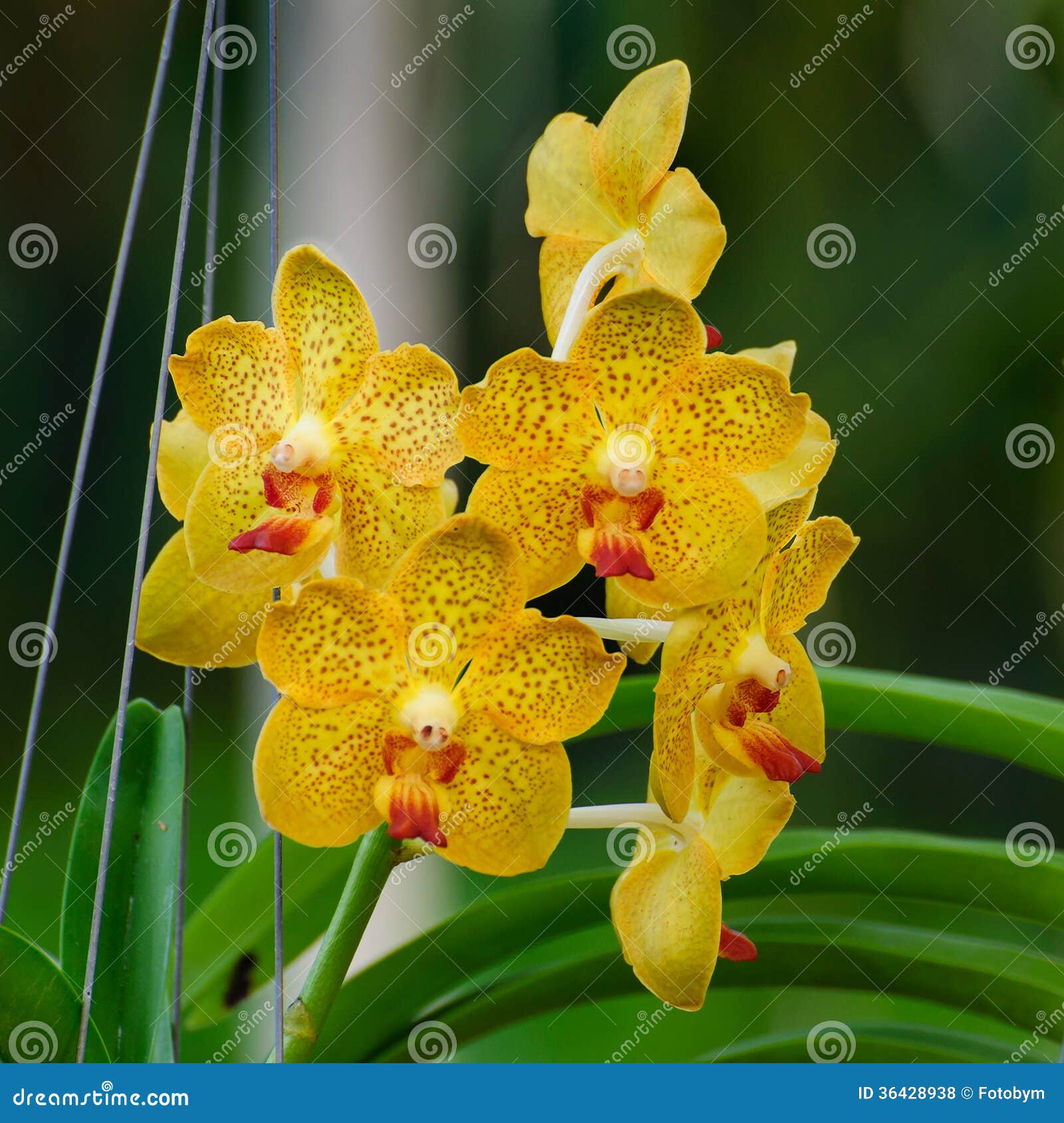 Flores Naranja-amarillas De La Orquídea - Vanda Foto de archivo - Imagen de  anaranjado, planta: 36428938