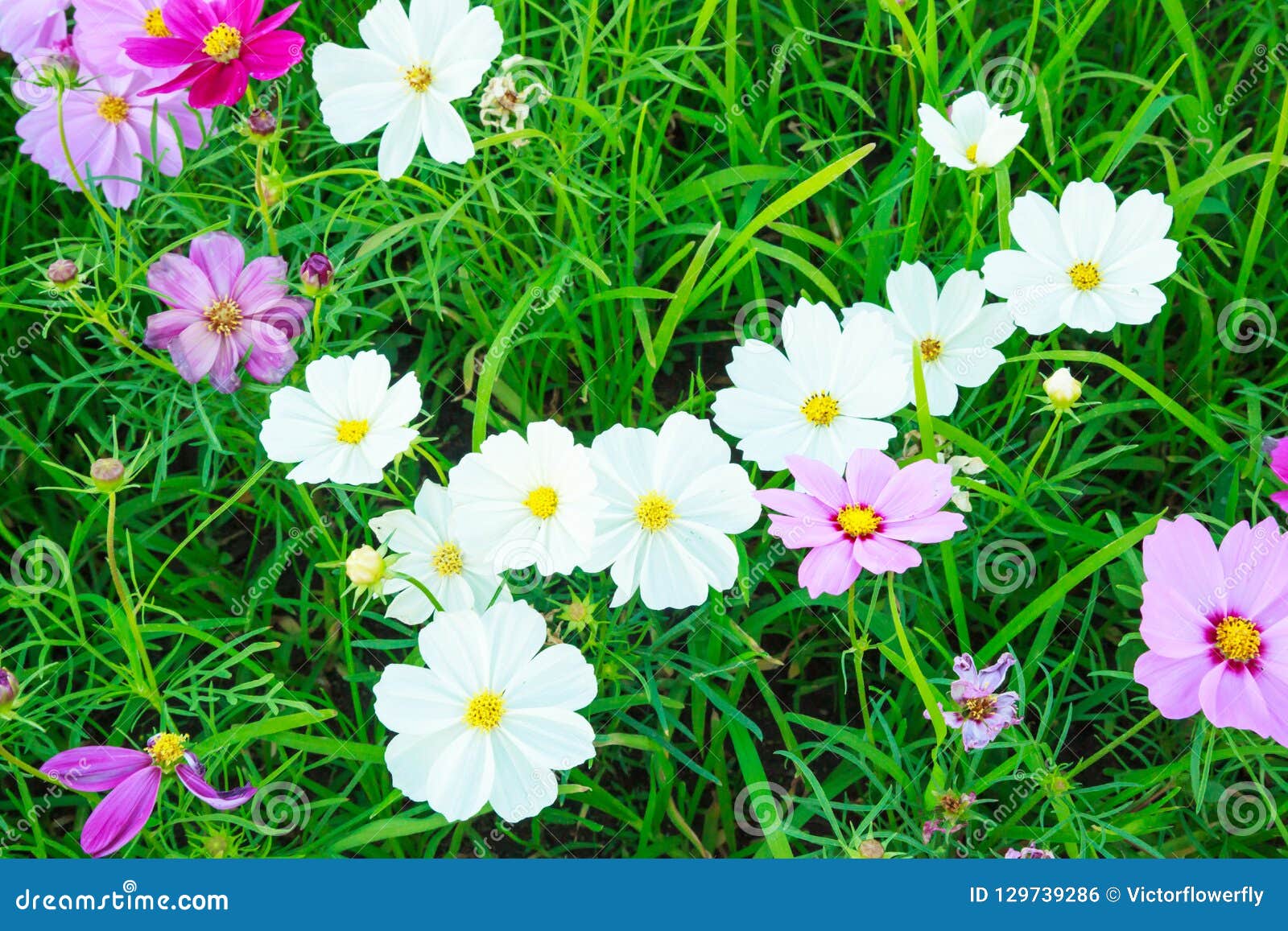 Flores Naturais Bonitas E Coloridas Do Cosmos Do Verão No Fundo Do Campo De  Grama Verde Cosmos Ou Mexicano Do Jardim Do Bipinnatu Foto de Stock -  Imagem de copo, prado: 129739286