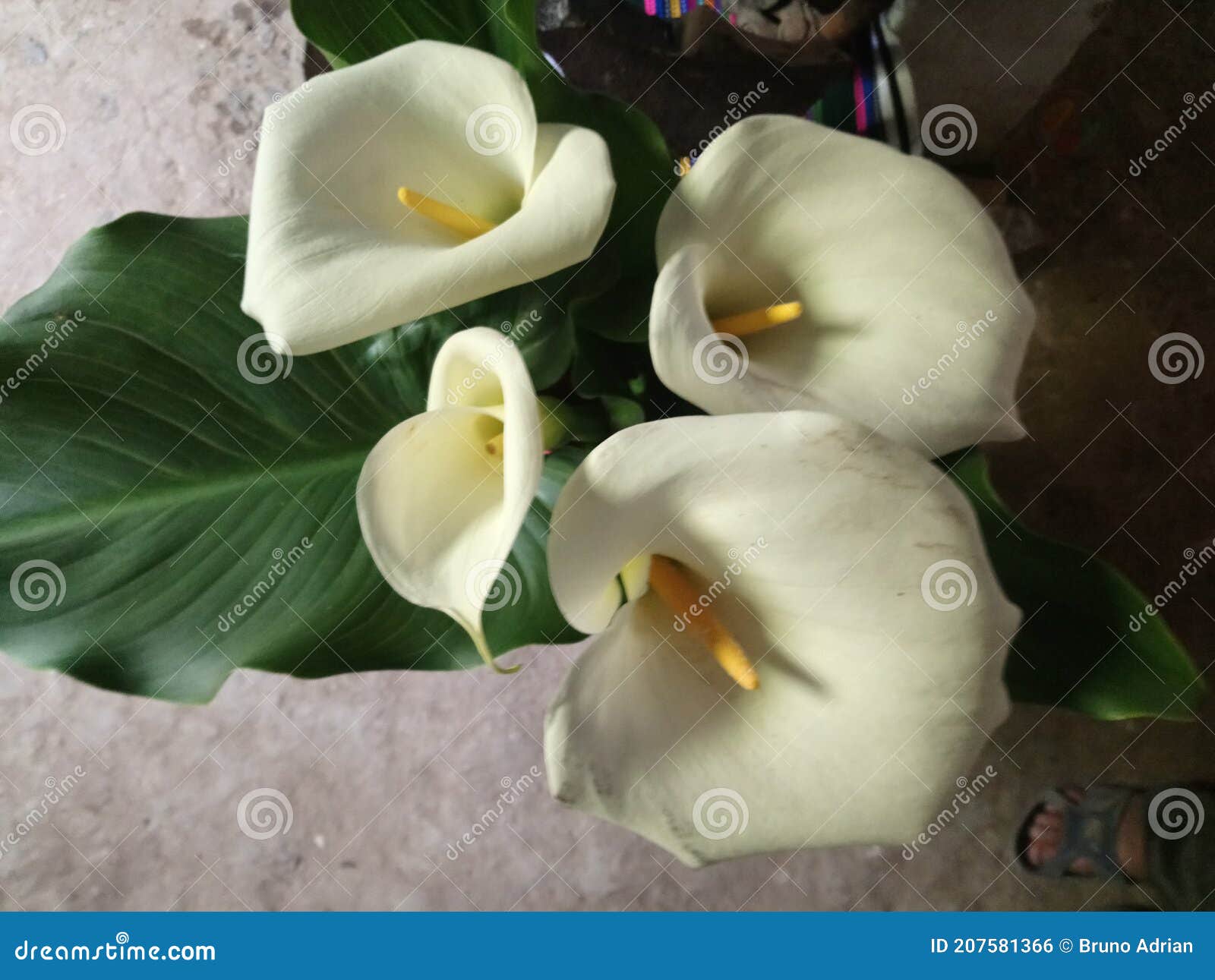 Flores Naturales De Cartucho Con Hojas Verdes En El Suelo Foto de archivo - Imagen de bosque, hermoso: 207581366 Flores Naturales De Cartucho Con Hojas Verdes En El Suelo Foto de archivo - Imagen de bosque, hermoso: 207581366