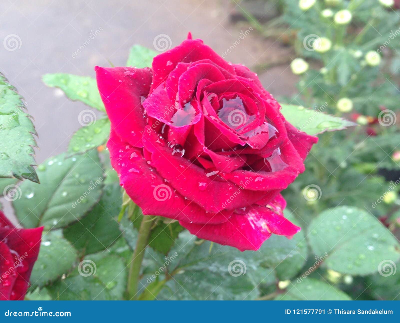 Flores Naturales De La Rosa Del Rojo Sri Lanka Imagen De Archivo