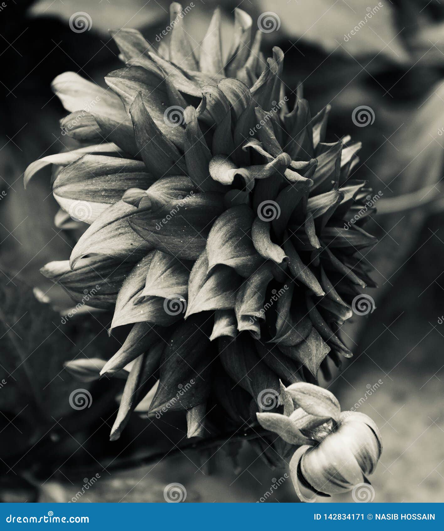 Flores Naturales Negras En Un Jardín Imagen de archivo - Imagen de hermoso, flores: 142834171 Flores Naturales Negras En Un Jardín Imagen de archivo - Imagen de hermoso, flores: 142834171