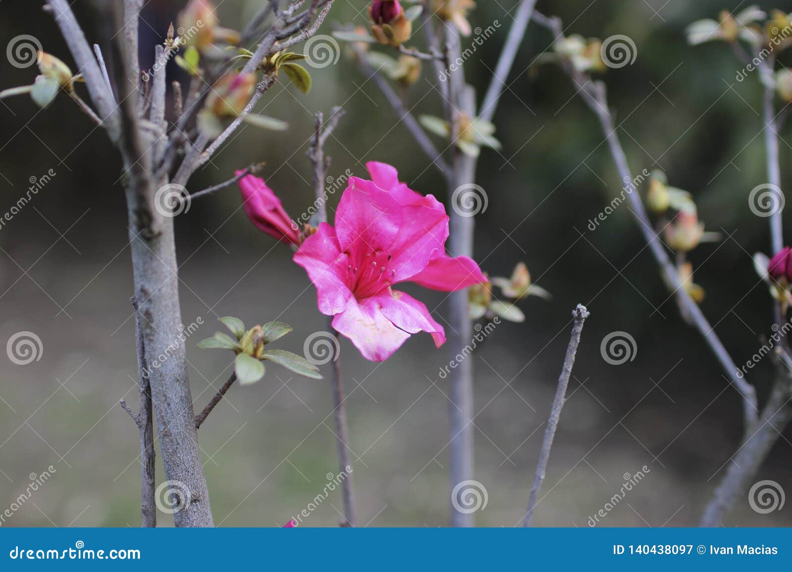 flower nature pink rosa green verde cielo