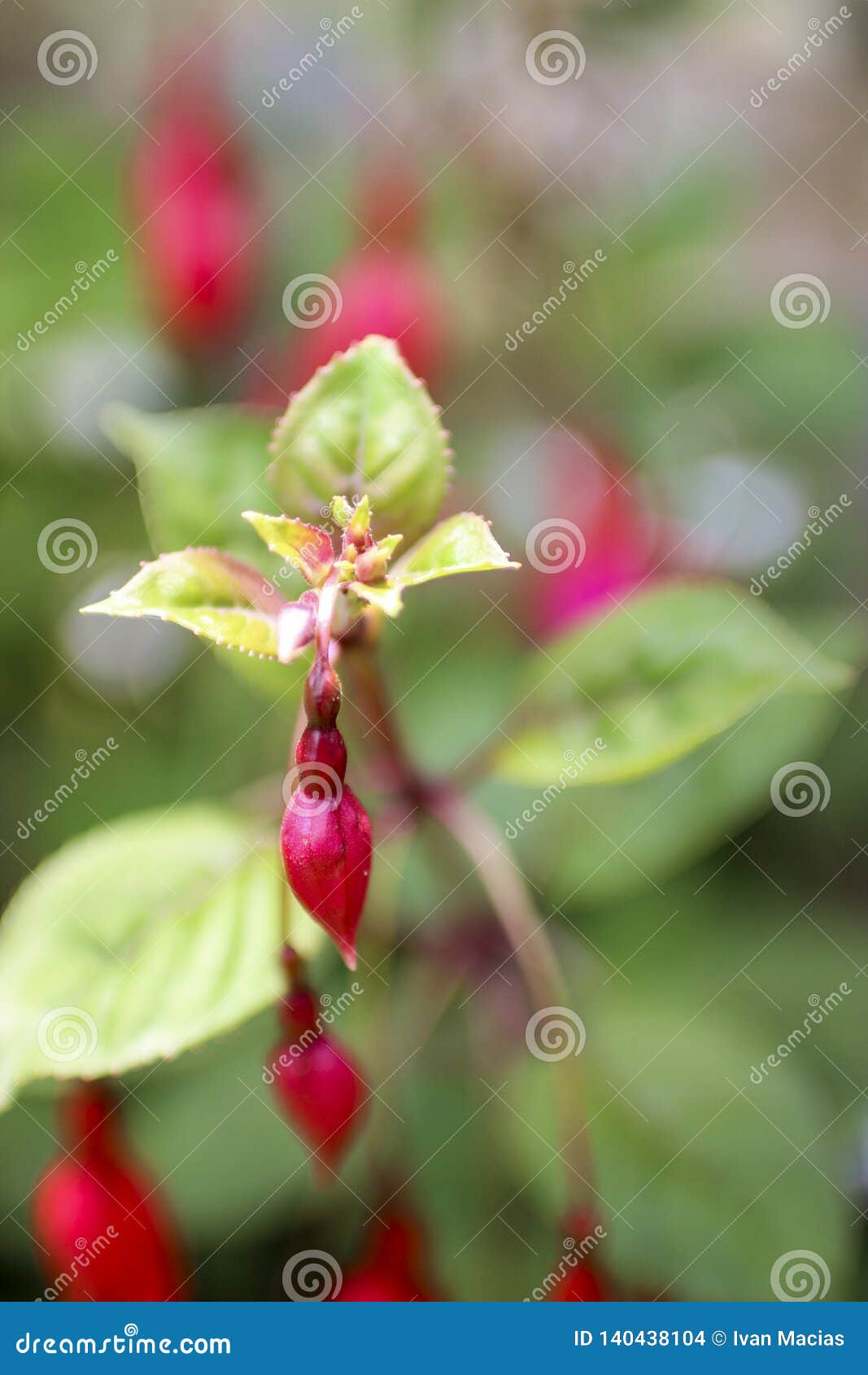 flower nature violet sky green verde cielo