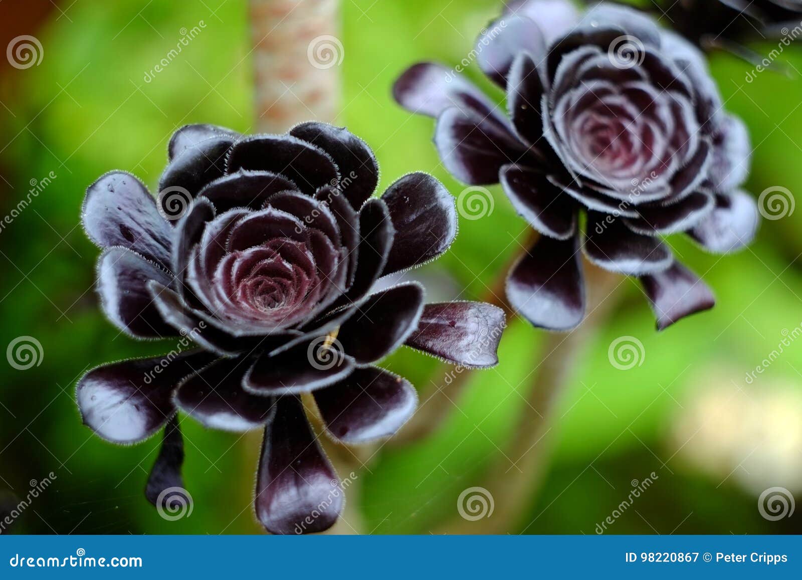 Flores negras imagen de archivo. Imagen de suculentos - 98220867