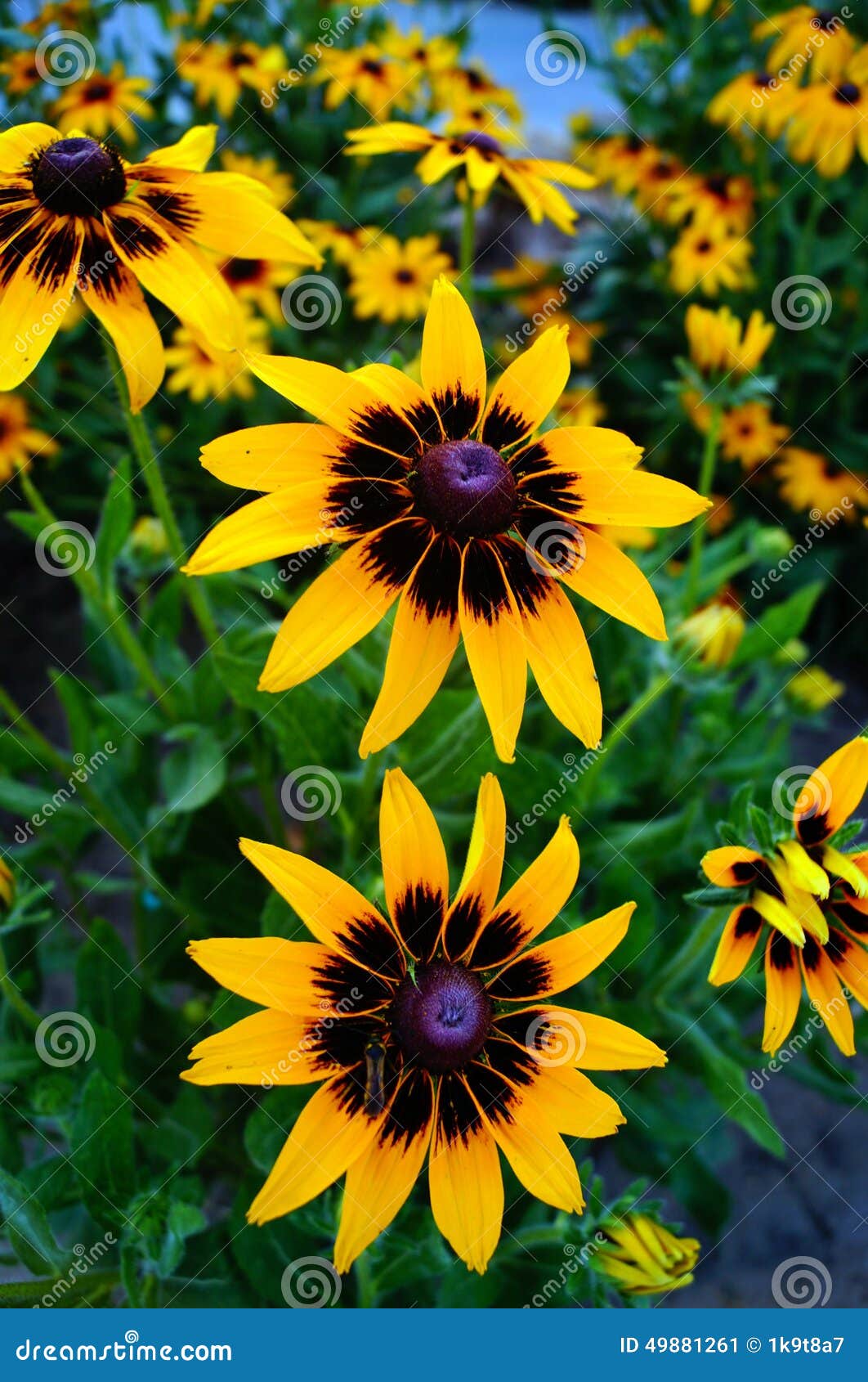 Flores Negras Y Amarillas Hermosas Imagen de archivo - Imagen de hierba,  amanecer: 49881261