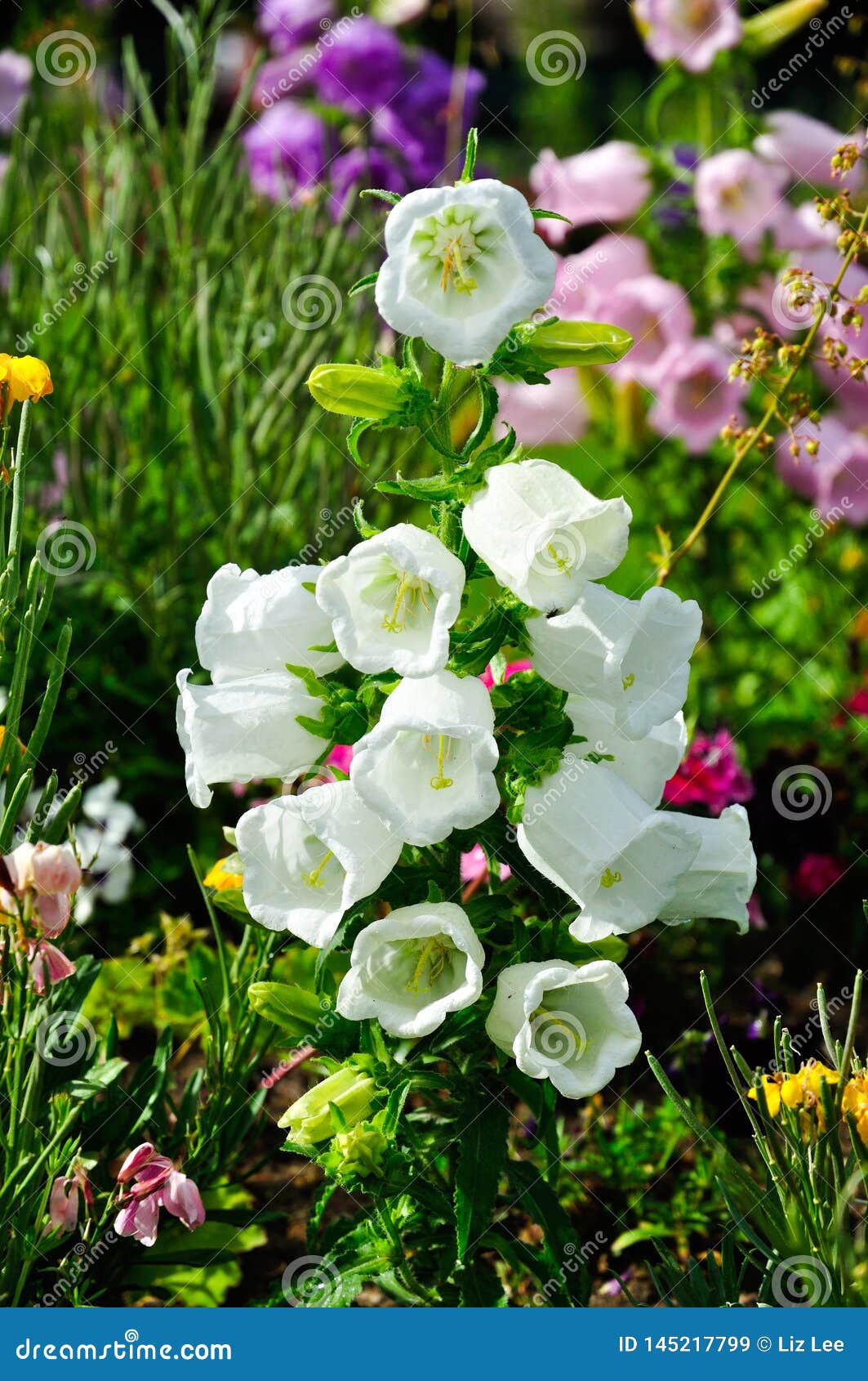 Flores O Campanula De Color Blanco Y Rosa Y Morado En Primavera Imagen de  archivo - Imagen de color, alarma: 145217799