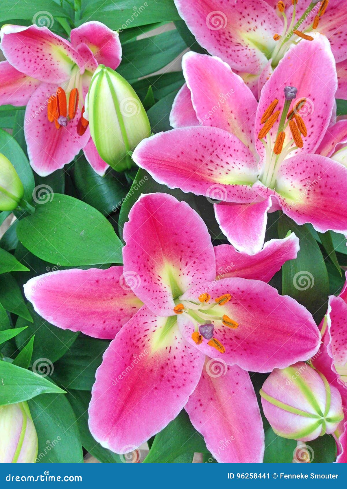 Flores Orientales Rosadas Del Lirio Imagen de archivo - Imagen de  brillante, colores: 96258441