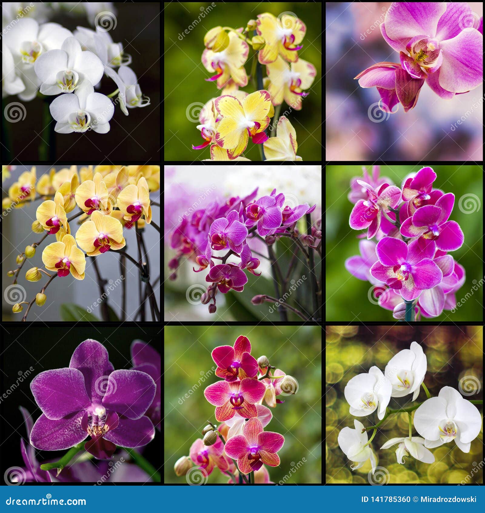 Flores Orquídeas - Falaenopsis Foto de archivo - Imagen de anaranjado, flora: 141785360 Flores Orquídeas - Falaenopsis Foto de archivo - Imagen de anaranjado, flora: 141785360