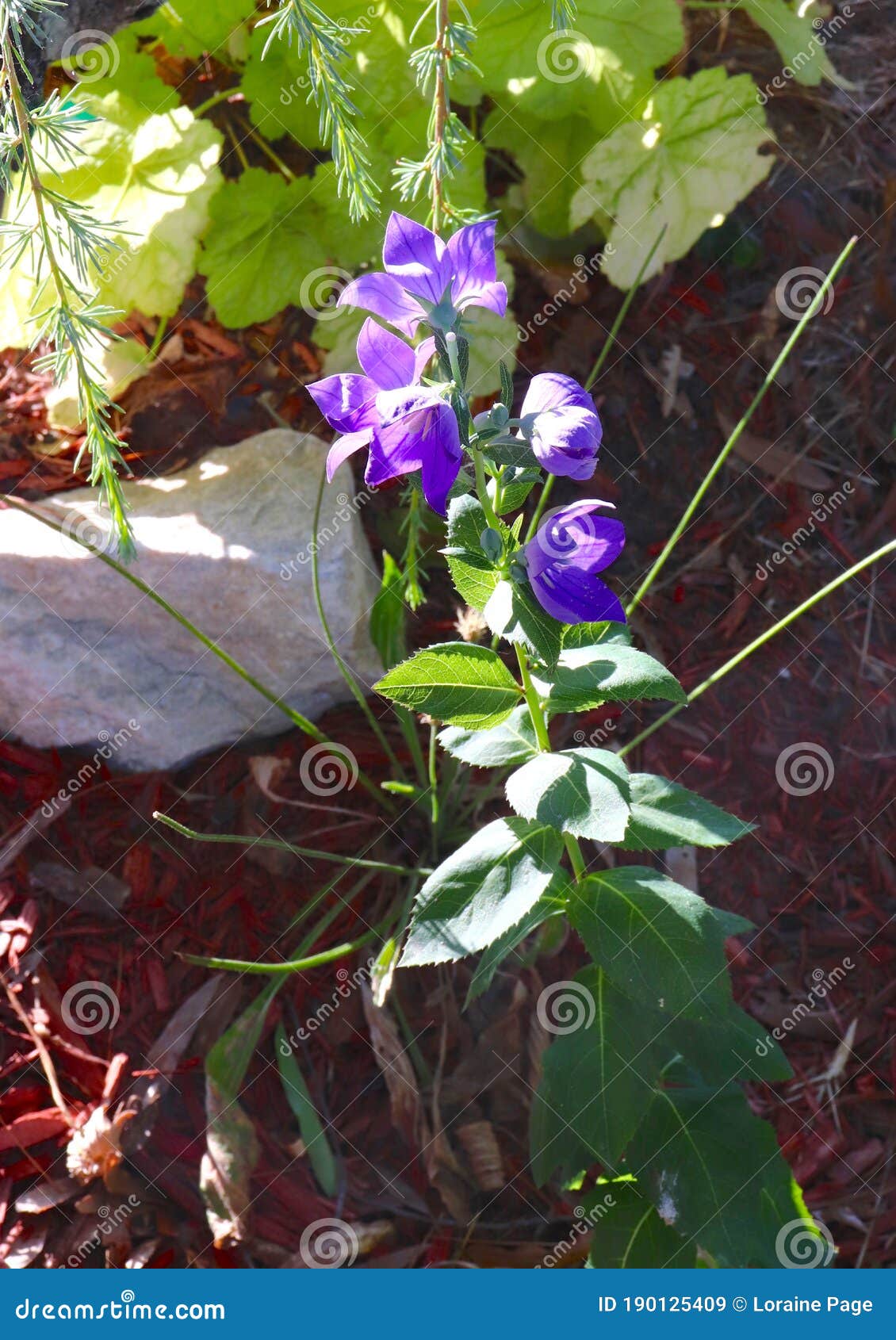 Flores Púrpura Bonitas En Un Jardín De Rocas Imagen de archivo - Imagen de  flores, flor: 190125409
