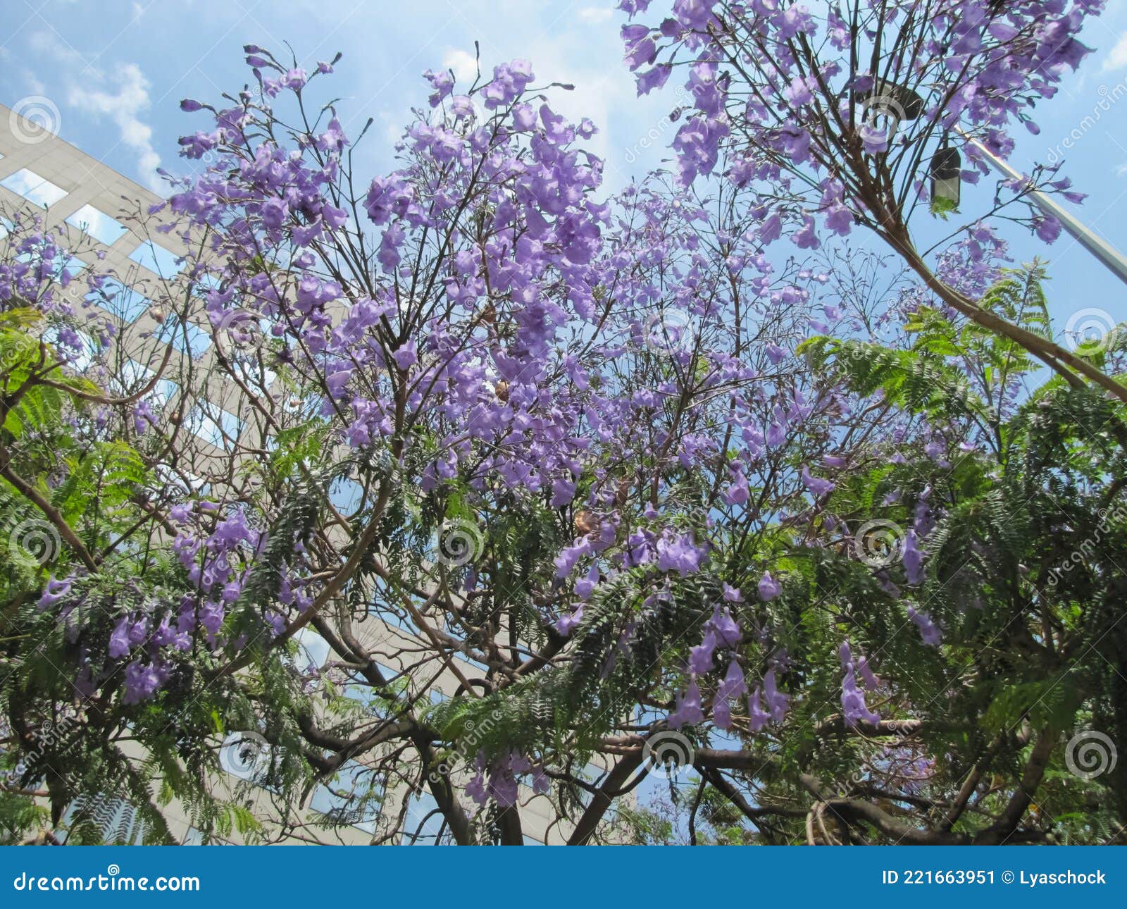 Flores Púrpuras En El árbol. La Floración De Acacia. Imagen de archivo -  Imagen de hermoso, detalle: 221663951