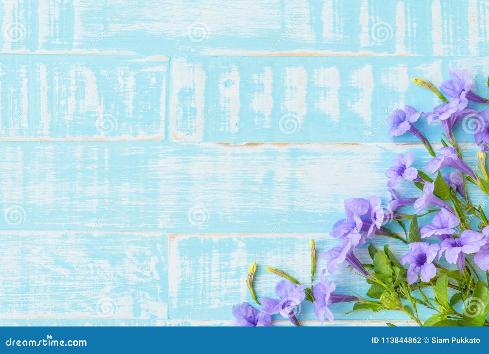 Flores Púrpuras En Un Fondo De Madera Azul Brillante En Colores Pastel Foto  de archivo - Imagen de flores, travieso: 113844862