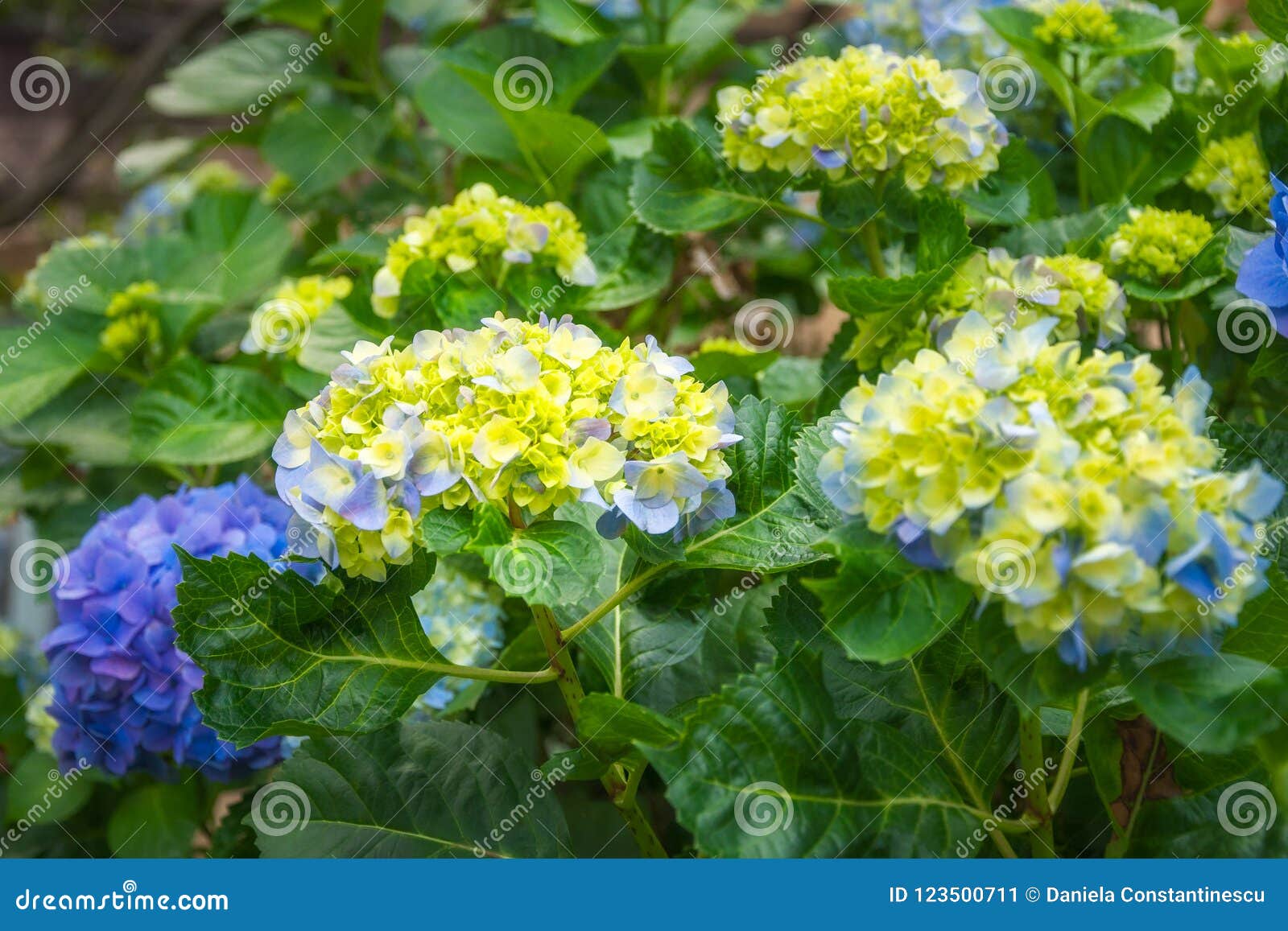 Flores Púrpuras Y Amarillas De La Hortensia Imagen de archivo - Imagen de  cubo, belleza: 123500711