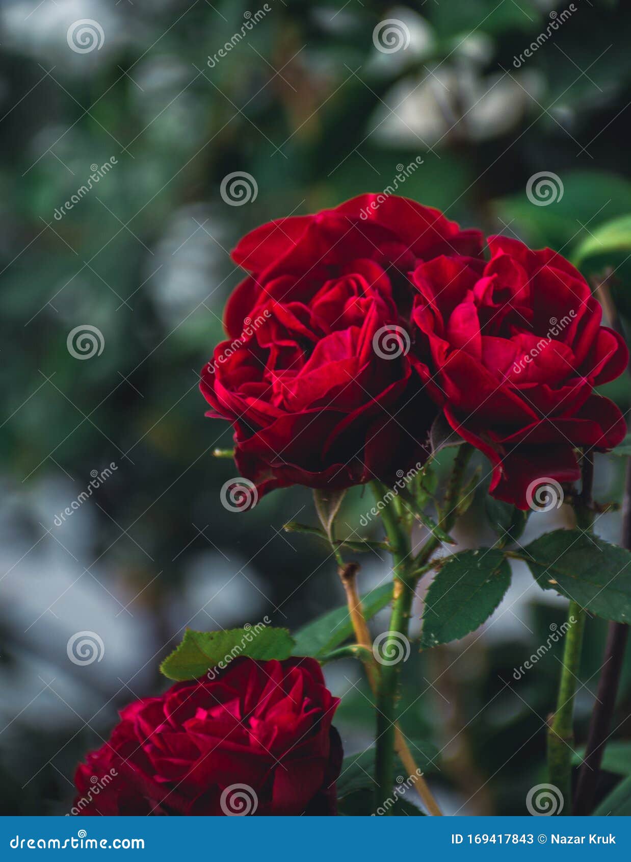 Flores Para El Protector De Pantalla De Escritorio Imagen de archivo - Imagen de edificios, elegante: 169417843 Flores Para El Protector De Pantalla De Escritorio Imagen de archivo - Imagen de edificios, elegante: 169417843