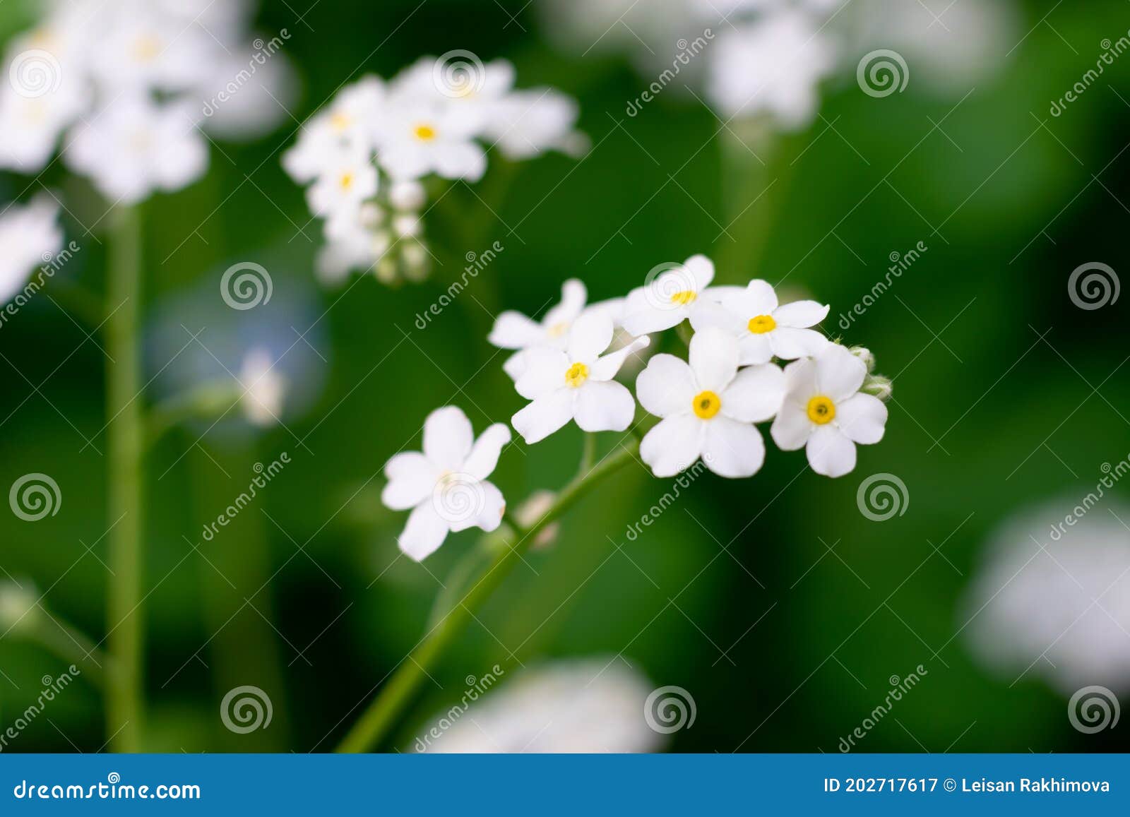 Flores Pequeñas Blancas Que Crecen En El Bosque. Delicado Imagen de archivo  - Imagen de florete, macro: 202717617
