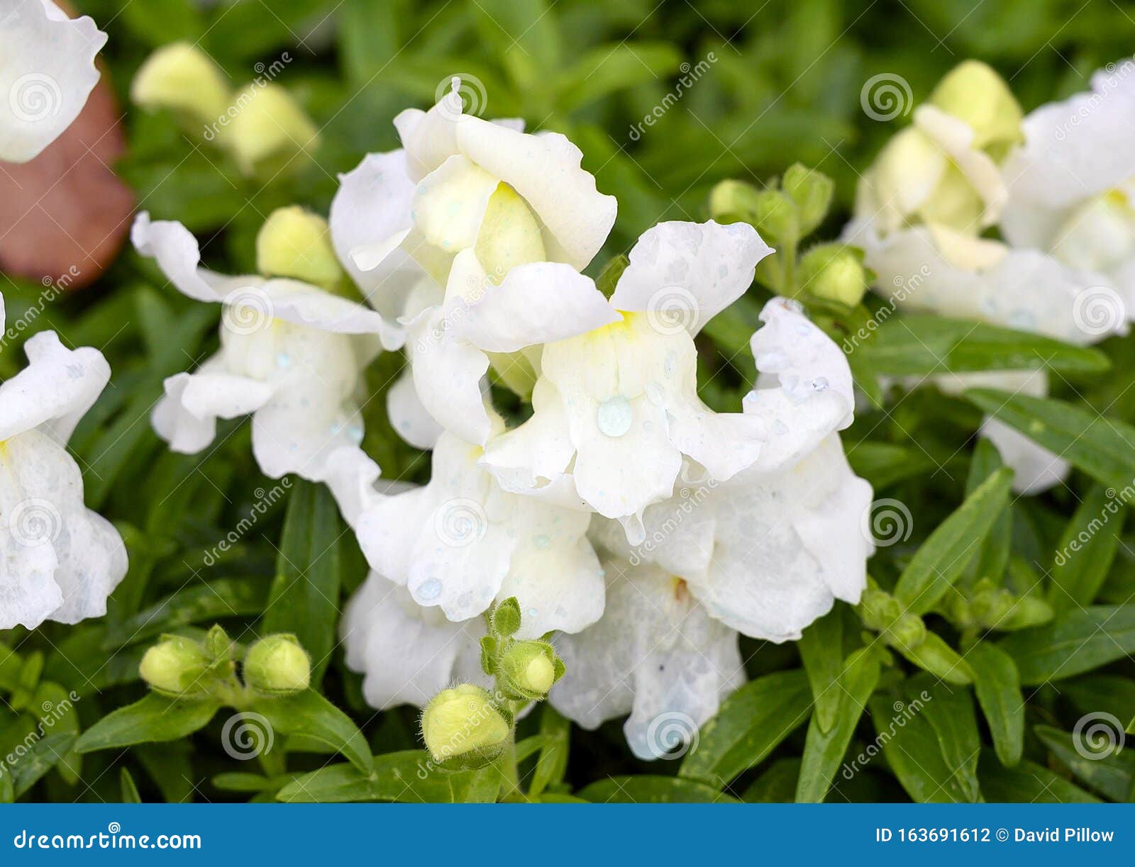 Flores Pequeñas Con Forma De Campana Blanca Con Gotas De Agua En Dallas, Texas Foto de archivo - Imagen de gotas, hojas: 163691612 Flores Pequeñas Con Forma De Campana Blanca Con Gotas De Agua En Dallas, Texas Foto de archivo - Imagen de gotas, hojas: 163691612