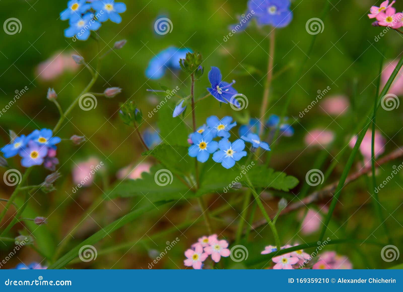Flores Pequeñas De Bosque Myosótis Foto de archivo - Imagen de vida, azul:  169359210