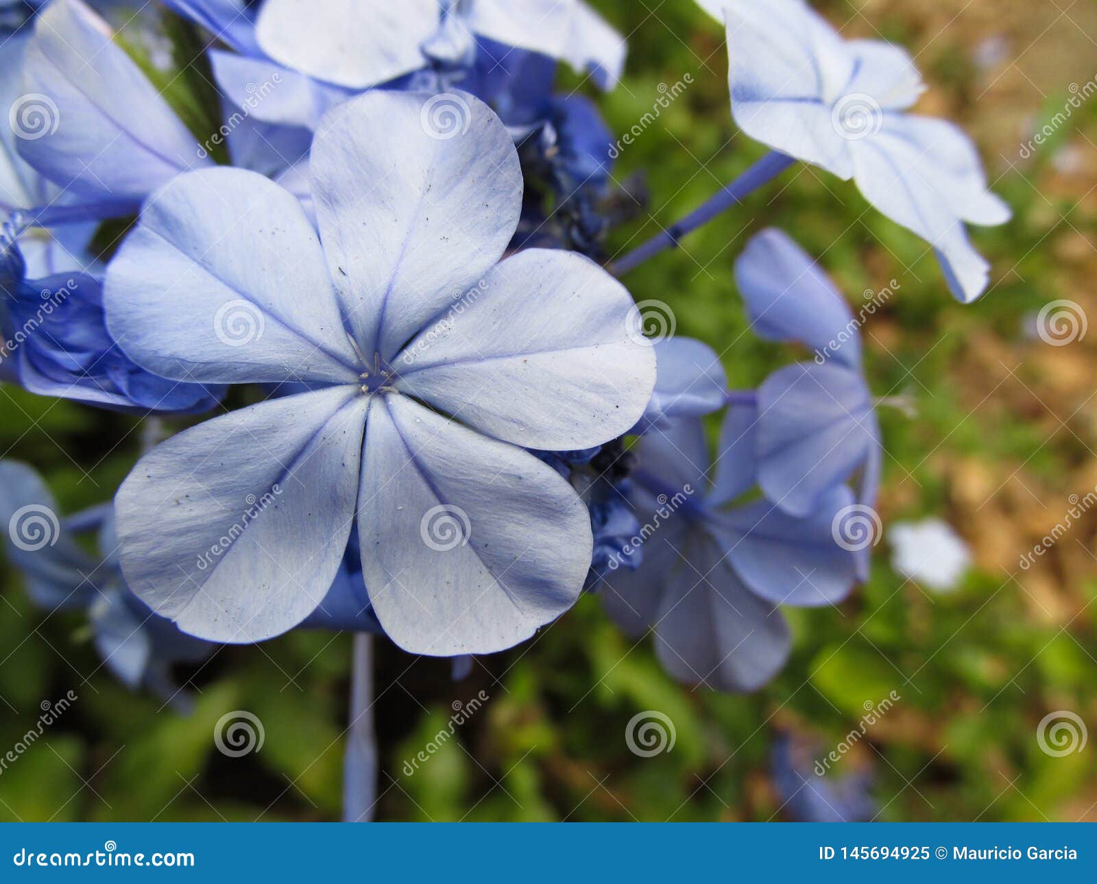 Flor Lila Stock Photos - Free & Royalty-Free Stock Photos from Dreamstime Flor Lila Stock Photos - Free & Royalty-Free Stock Photos from Dreamstime