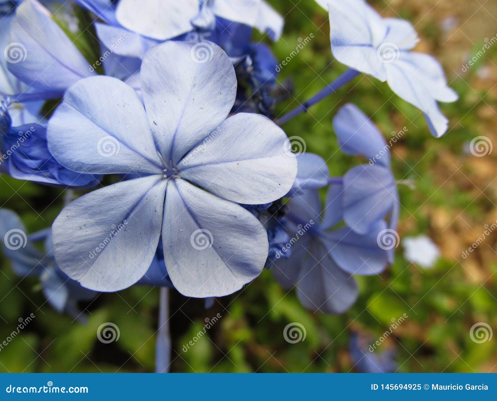 Flores PequeÃ±as En Color Lila Stock Image - Image of color, morado:  145694925