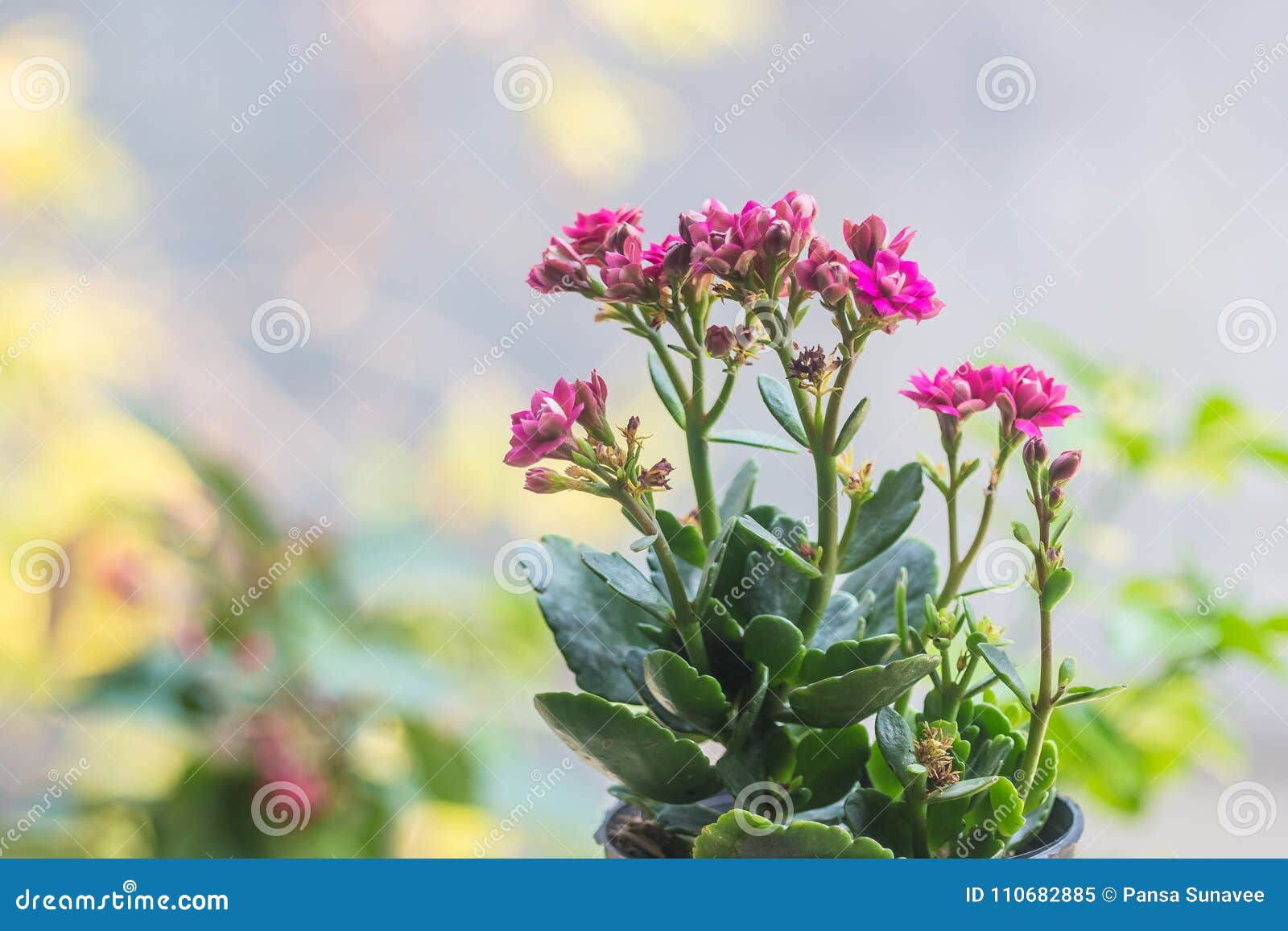Flores Pequenas Coloridas Do Blossfeldiana De Kalanchoe Imagem de Stock -  Imagem de mola, fundo: 110682885