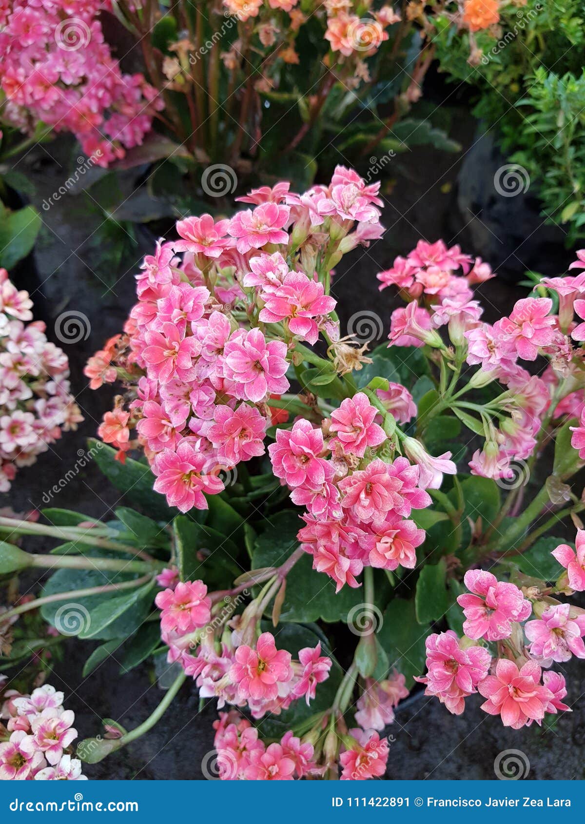 Flores Pequenas Cor-de-rosa Do Kalanchoe No Jardim Imagem de Stock - Imagem  de decorativo, flor: 111422891