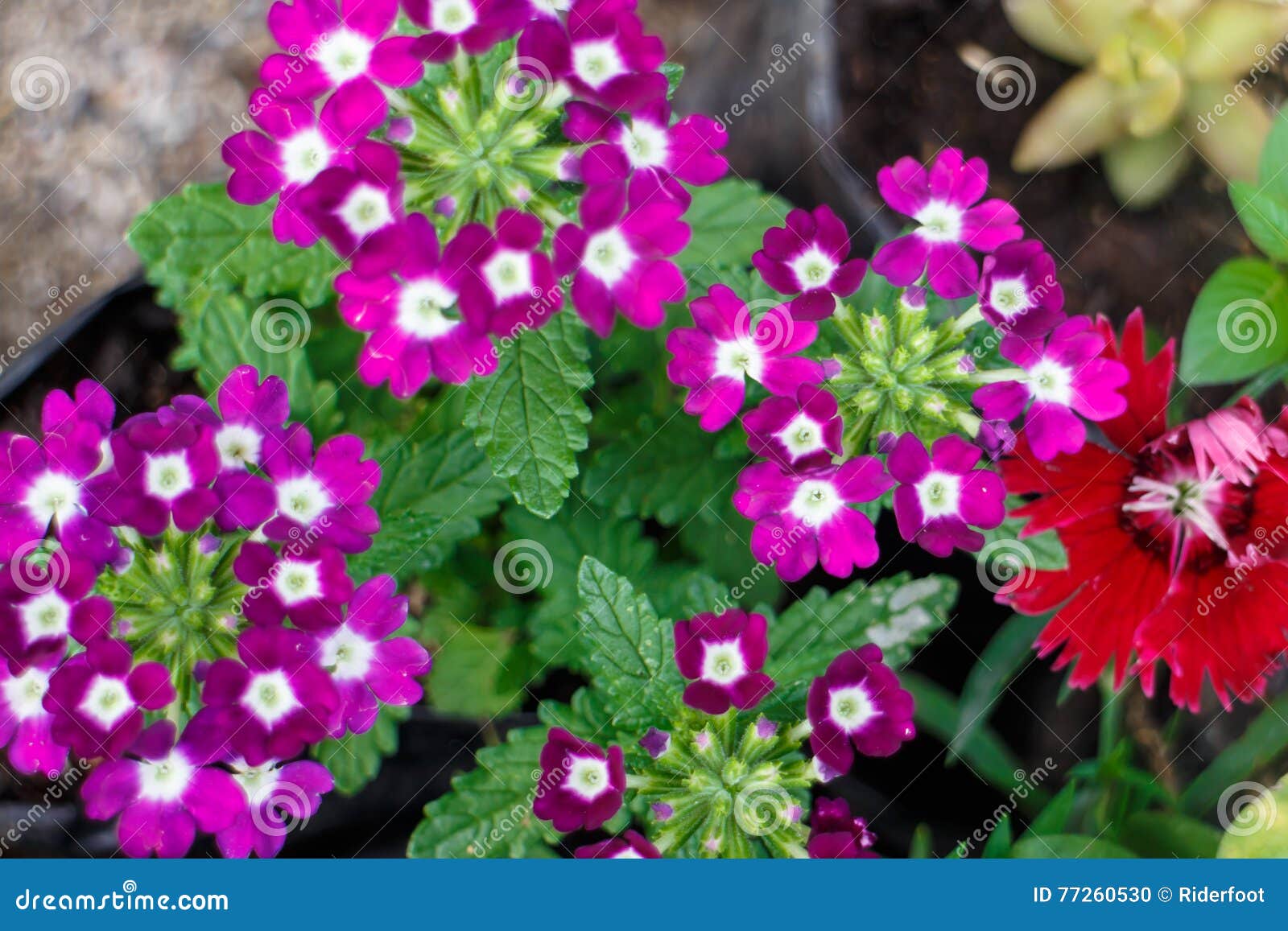 Flores Pequenas Do Colorfull De Um Jardim Foto de Stock - Imagem de grama,  grupo: 77260530
