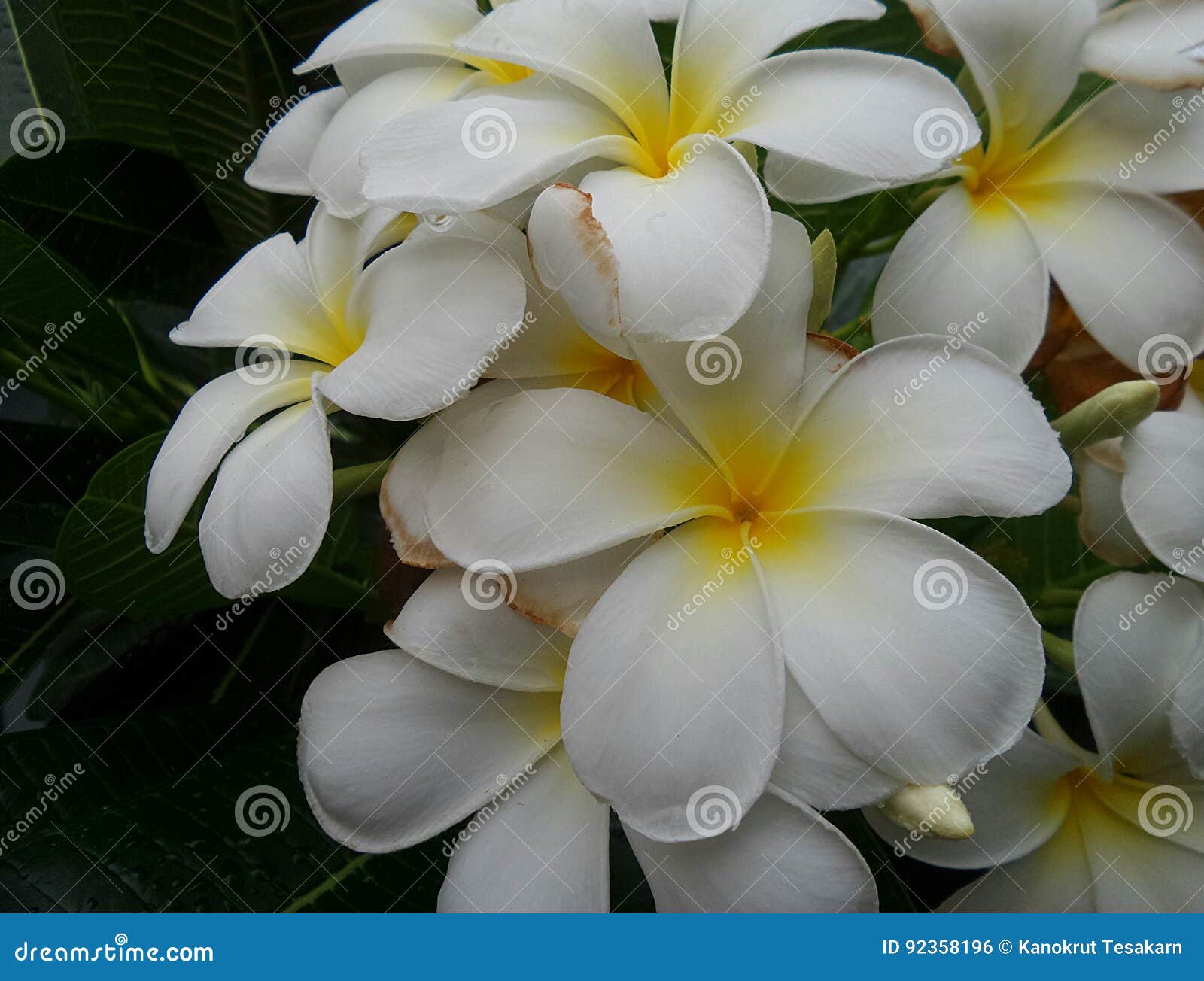 Flores Perfumadas De Florescencia De Plumeris Foto De Stock Imagem De Jardim Flores 92358196