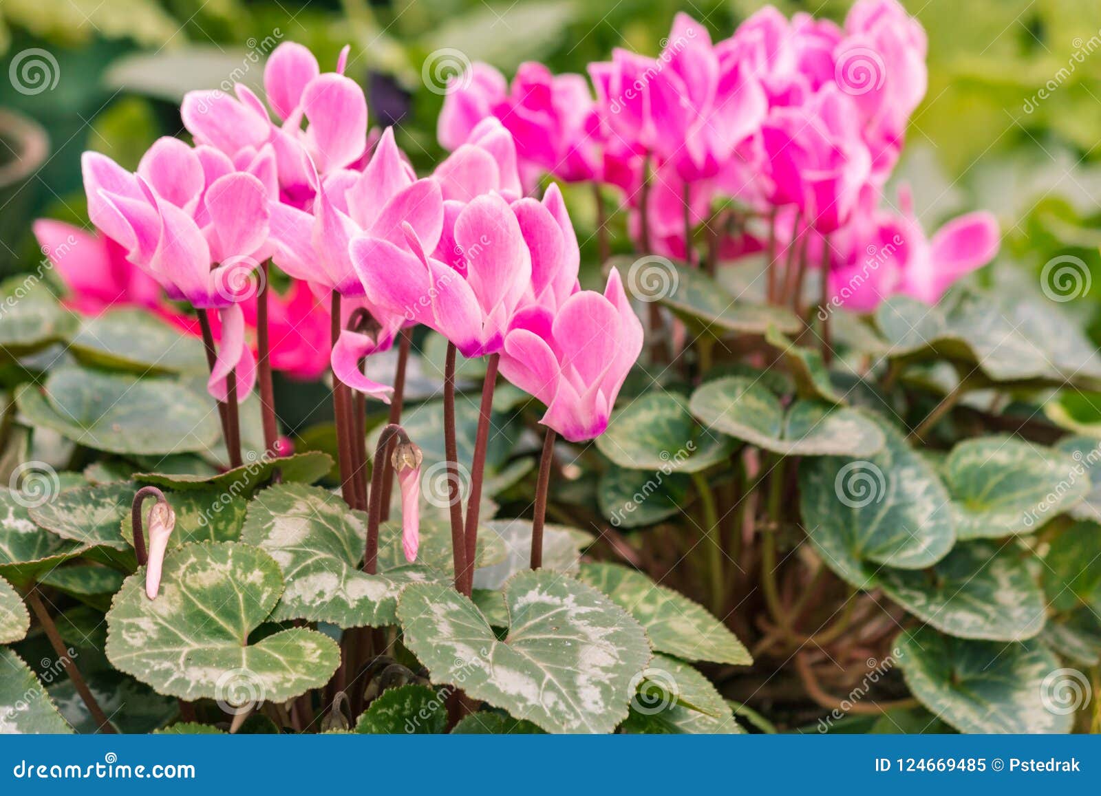 Flores Persas Cor-de-rosa Do Cíclame Na Flor Imagem de Stock - Imagem de  folha, planta: 124669485