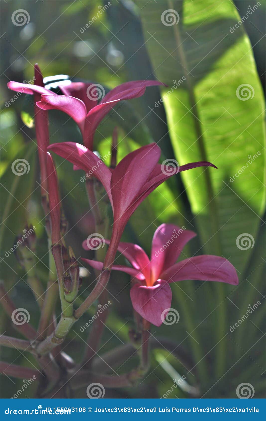 flores purpura en oaxaca2