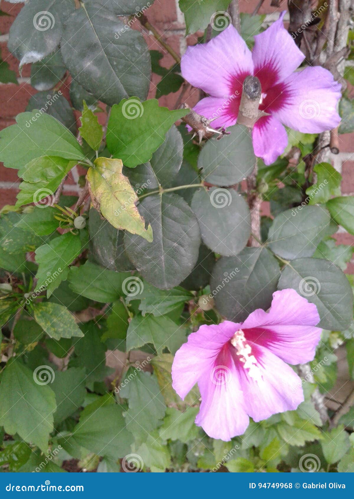 flores purpura, purple flowers