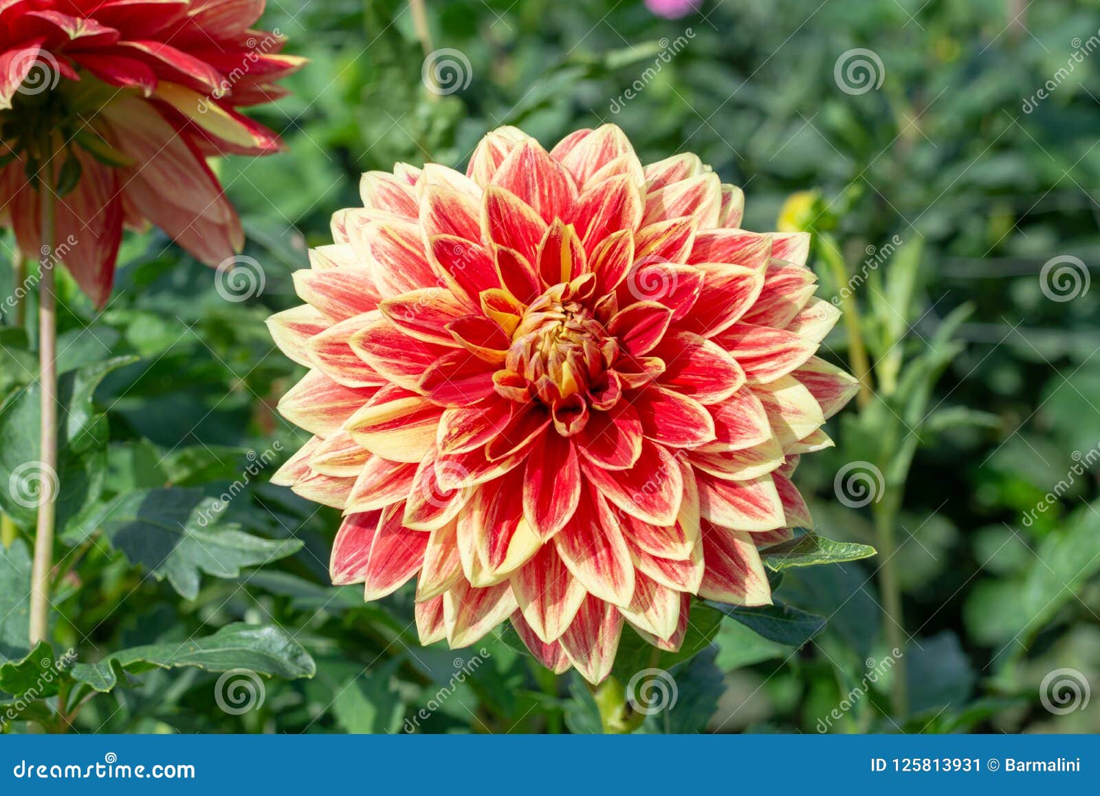 Flores Redondas Coloridas Grandes Da Planta Da Dália No Jardim, CCB Floral  Imagem de Stock - Imagem de redondo, verde: 125813931