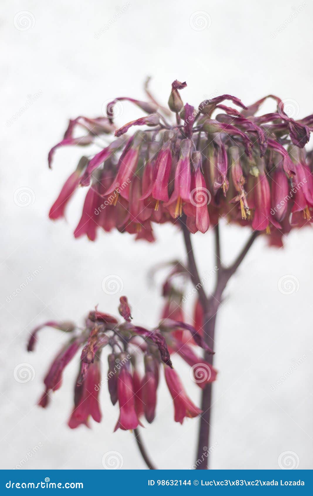 Flores Rojas Con Forma De Campana Foto de archivo - Imagen de grupo, casero: 98632144 Flores Rojas Con Forma De Campana Foto de archivo - Imagen de grupo, casero: 98632144