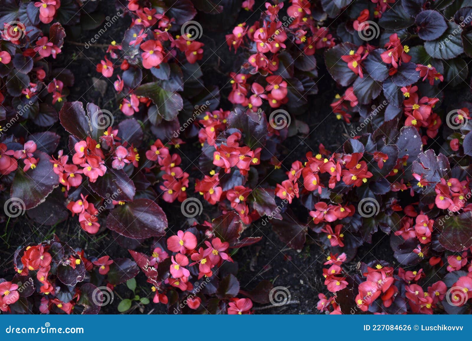 Flores Rojas De Begonia Tuberosa Sobre Un Lecho De Flores En El Parque Foto  de archivo - Imagen de brillante, parque: 227084626