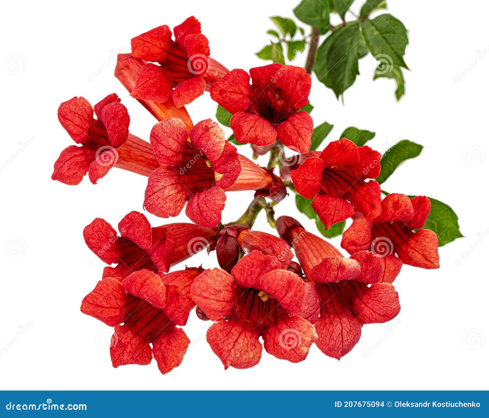 Flores Rojas De Campsis Radicans Grandiflora Trompeta Enredadera Enredadera Trepada Floración Liana Planta Aislada Sobre Fondo Bla Foto de archivo - Imagen de primer, verde: 207675094 Flores Rojas De Campsis Radicans Grandiflora Trompeta Enredadera Enredadera Trepada Floración Liana Planta Aislada Sobre Fondo Bla Foto de archivo - Imagen de primer, verde: 207675094
