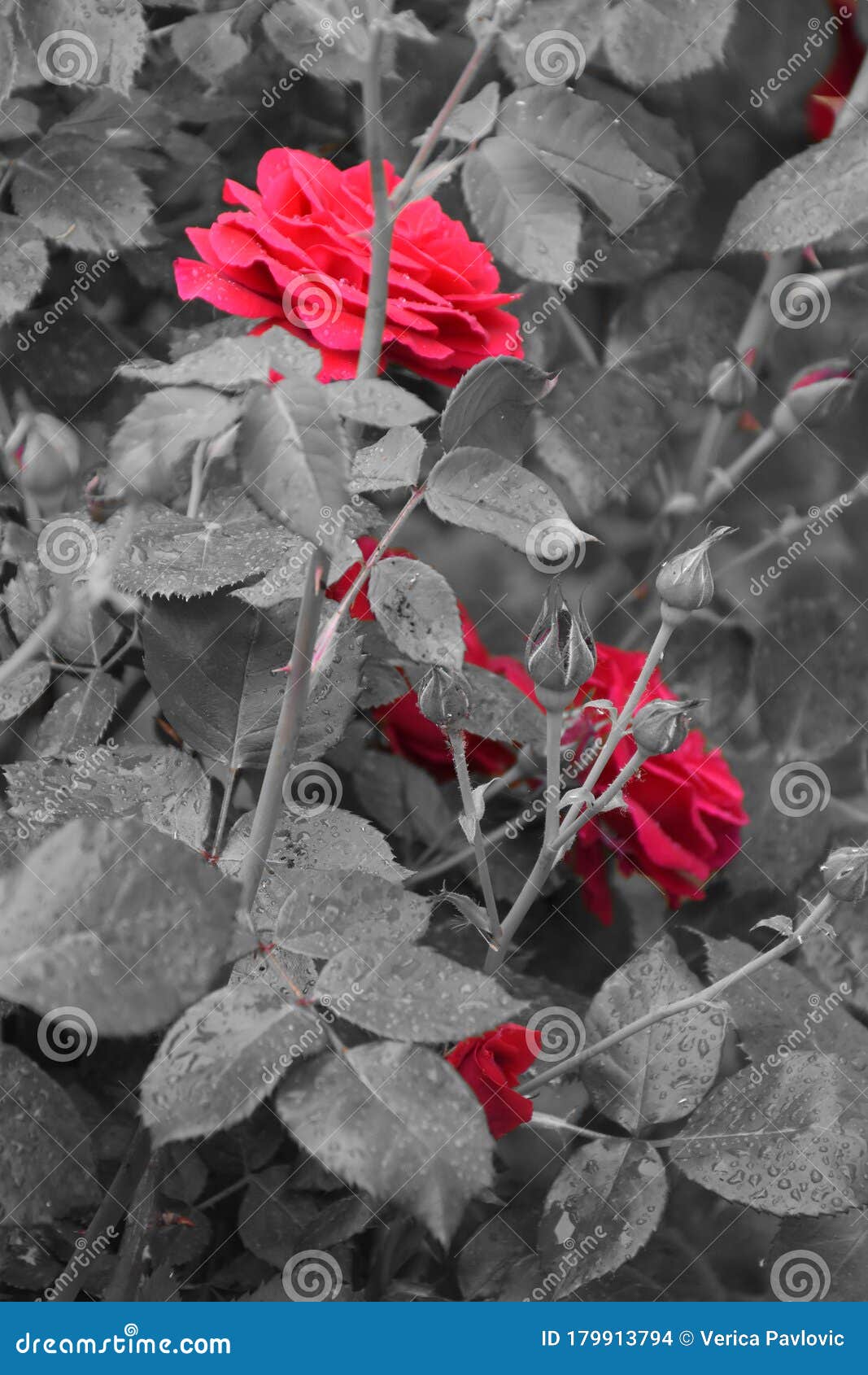 Flores Rojas De Color Gris, Brotes Y Hojas De Rosas Foto de archivo - Imagen de planta, travieso: 179913794 Flores Rojas De Color Gris, Brotes Y Hojas De Rosas Foto de archivo - Imagen de planta, travieso: 179913794
