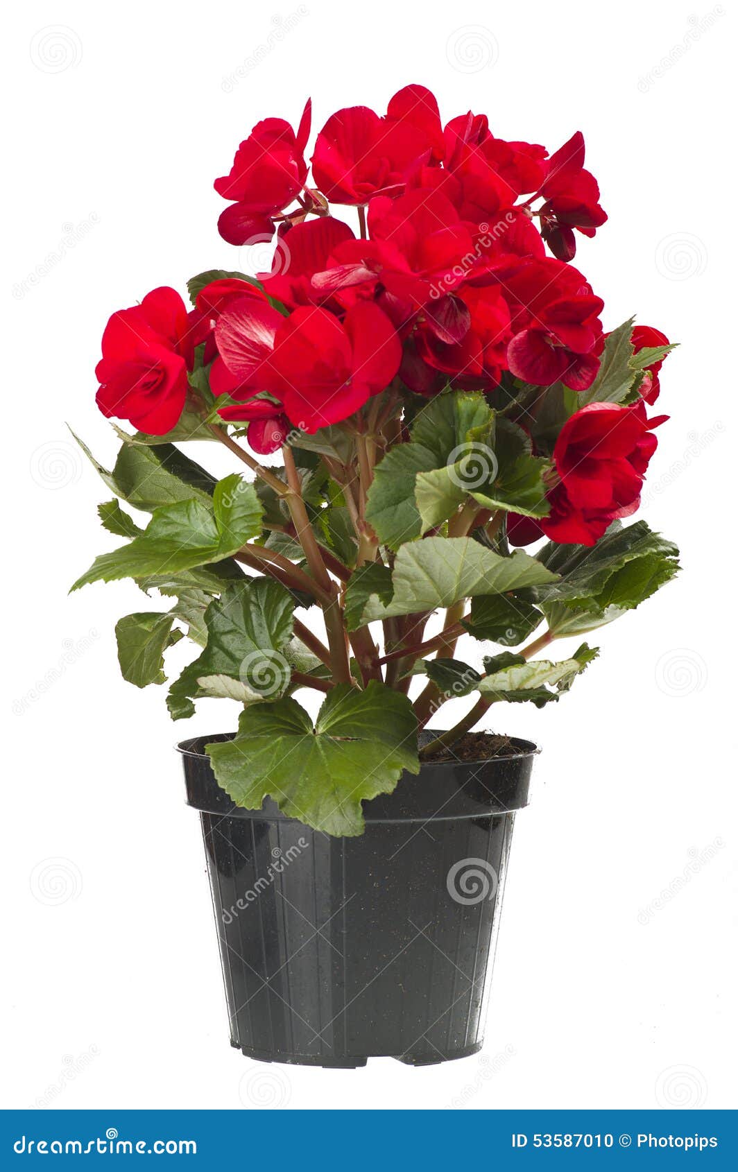 Flores rojas de la begonia foto de archivo. Imagen de sombra - 53587010