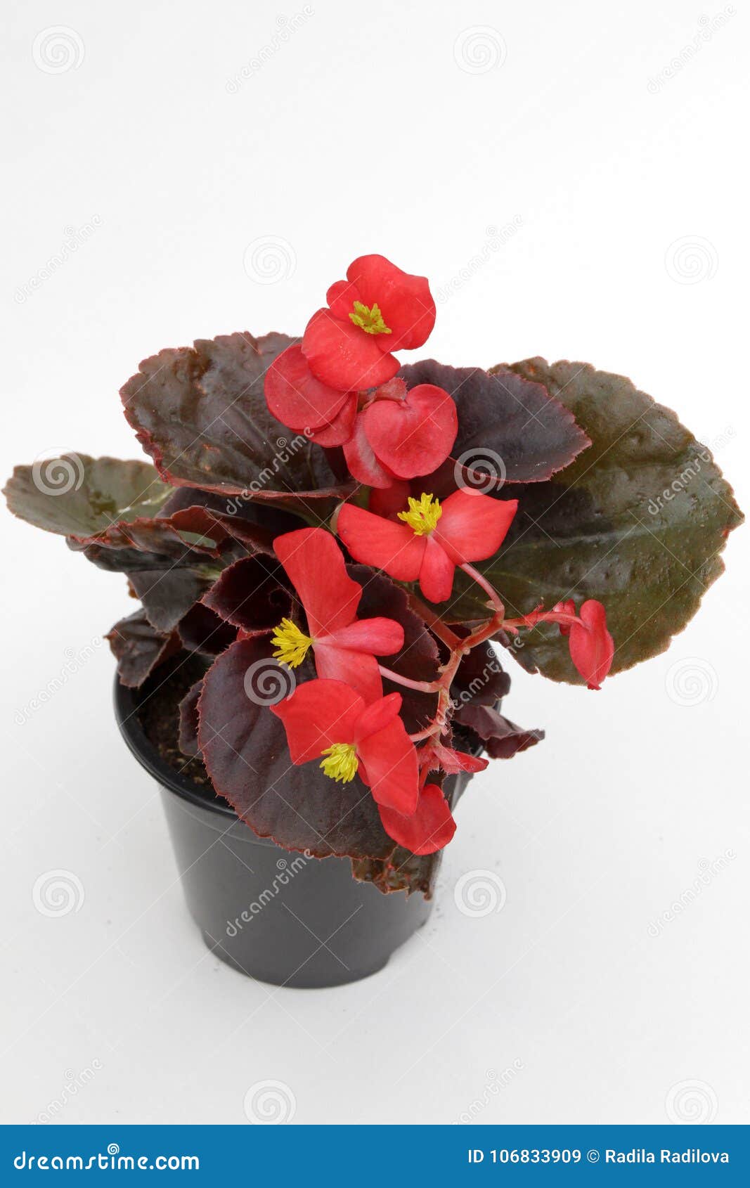 Flores Rojas De La Begonia Con Los Pétalos Y Las Hojas Amarillos Del Verde  En El Pote Aislado En El Fondo Blanco Estampado De Flo Imagen de archivo -  Imagen de parque,