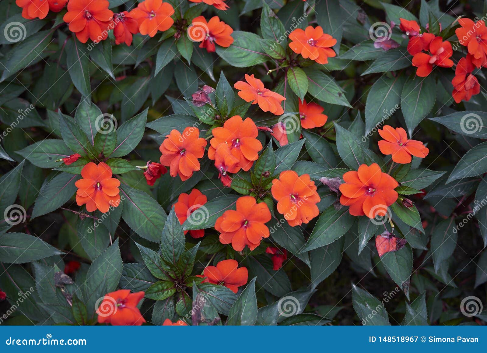 Flores Rojas De Las Plantas De Impatiens Nueva Guinea Imagen de archivo -  Imagen de fresco, estacional: 148518967