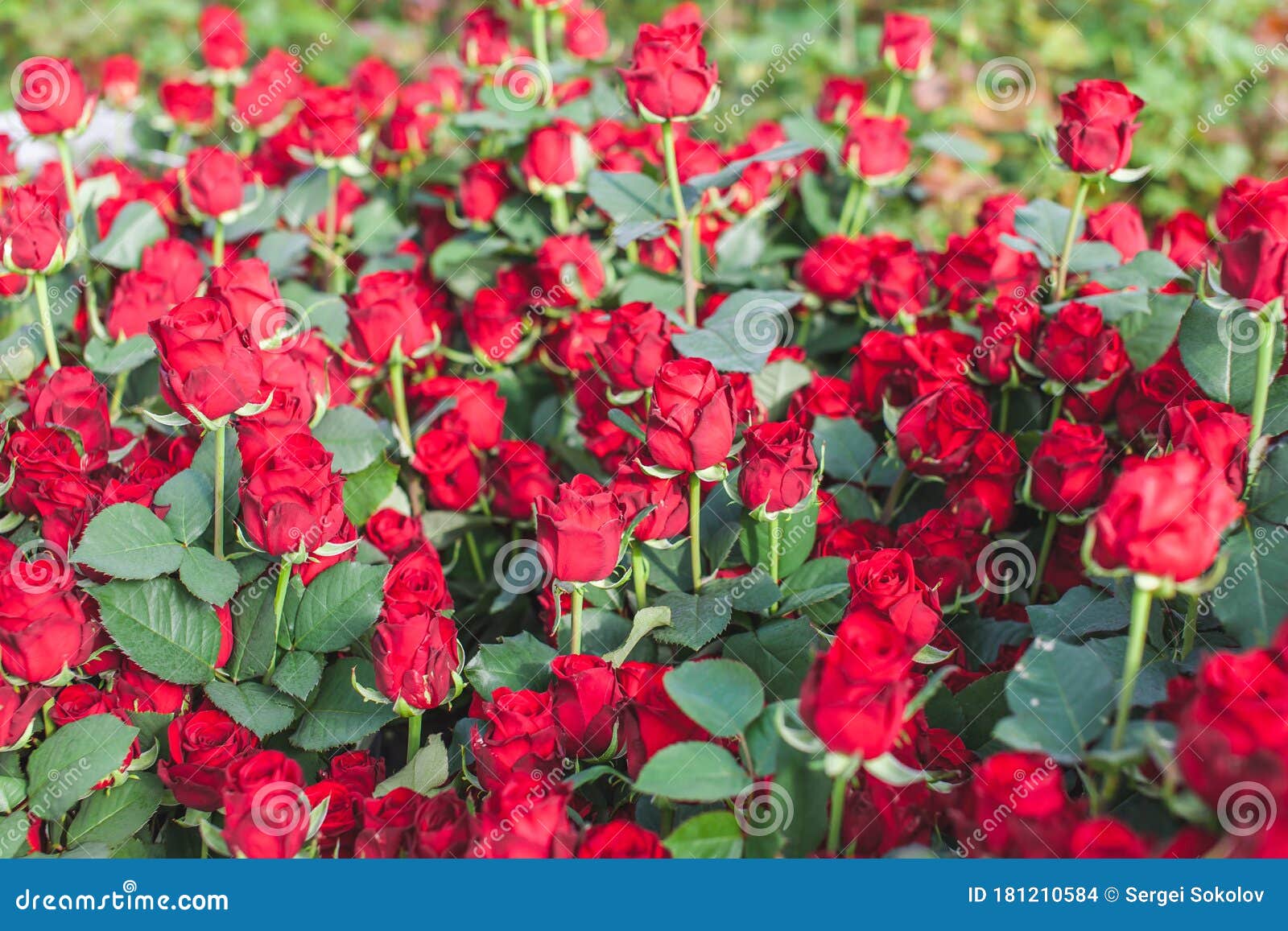 Flores Rojas De Naomi Rosa Variedad En Un Arbusto Foto de archivo - Imagen  de fondo, feliz: 181210584