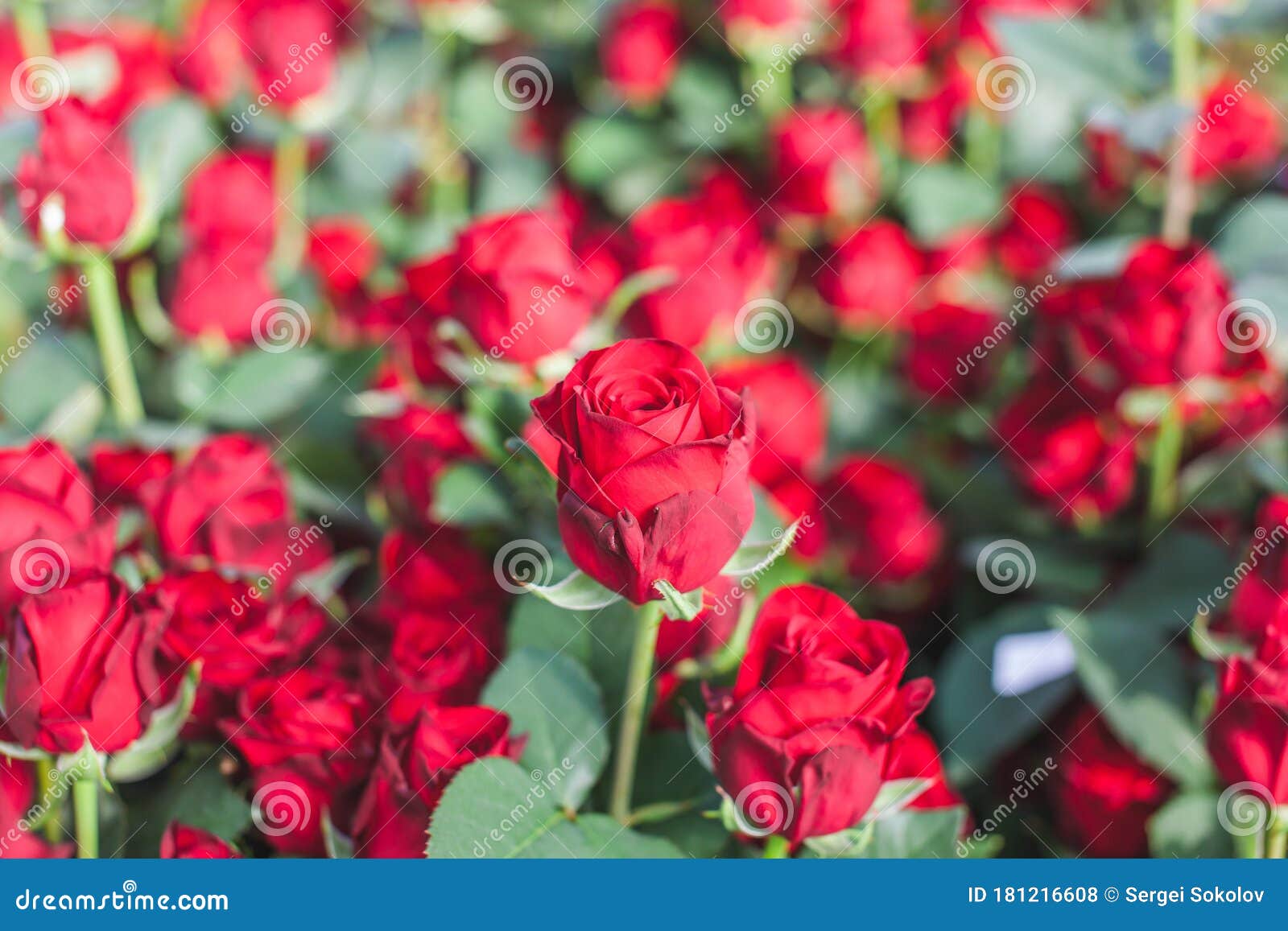 Flores Rojas De Naomi Rosa Variedad En Un Arbusto Foto de archivo - Imagen  de libre, feliz: 181216608