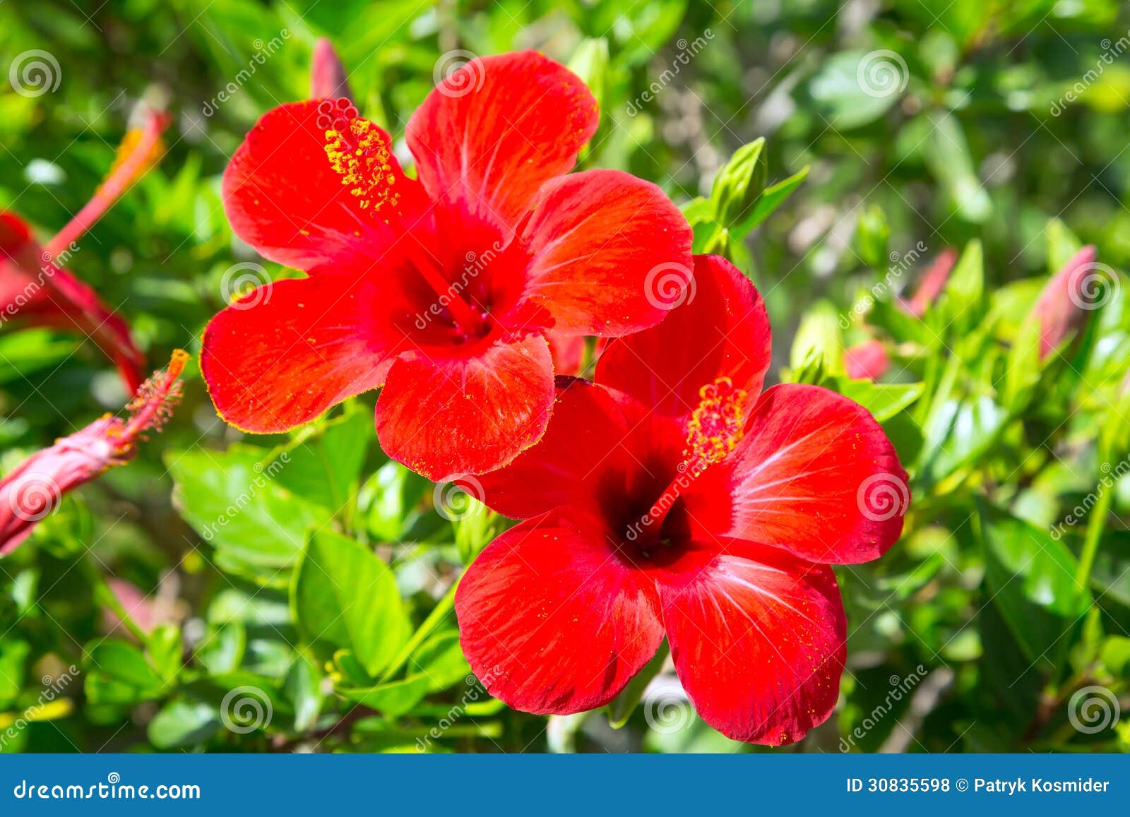 140 Flores Rojas Del Hibisco En El Jardín Tropical Fotos de stock - Fotos  libres de regalías de Dreamstime