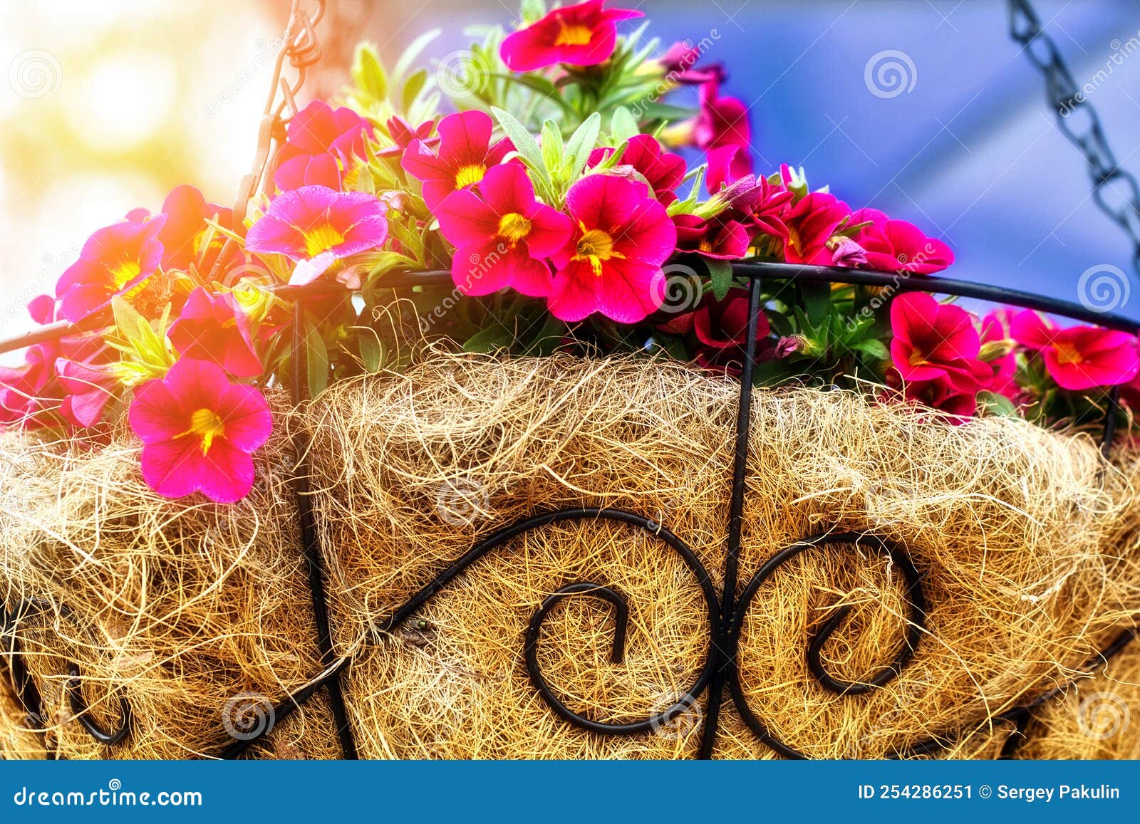 Flores Rojas En Maceta Decorativa De Paja Cuelgan De La Cadena En La Calle.  Paisajismo Y Paisajismo Del Territorio. Imagen de archivo - Imagen de  colgante, brillante: 254286251