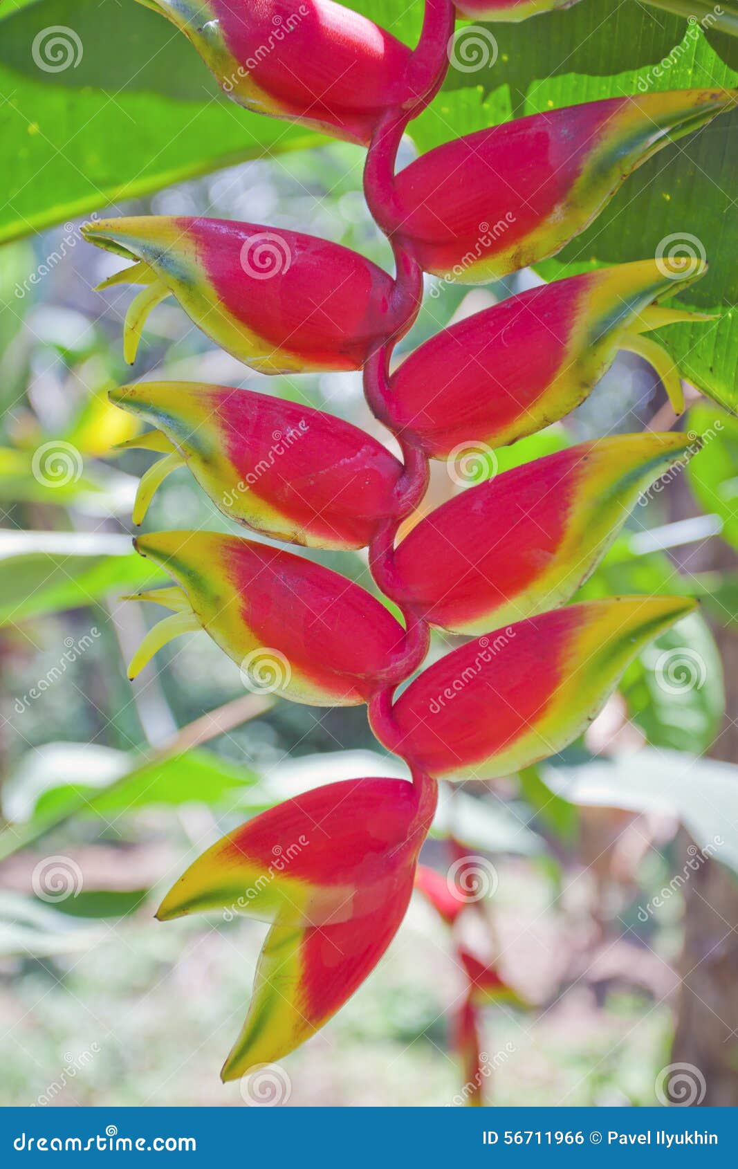 Flores rojas tropicales foto de archivo. Imagen de amarillo - 56711966 Flores rojas tropicales foto de archivo. Imagen de amarillo - 56711966