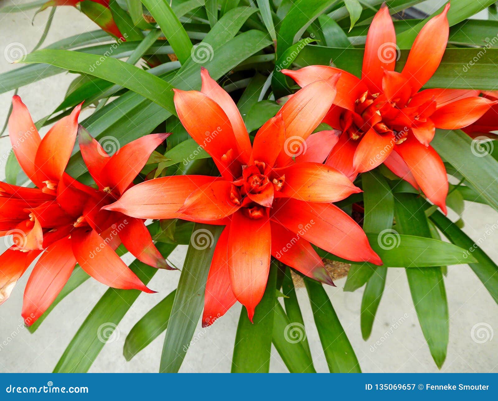 Flores Rojas Tropicales, Brillantes De La Bromelia Imagen de archivo - Imagen de hojas, ornamental: 135069657 Flores Rojas Tropicales, Brillantes De La Bromelia Imagen de archivo - Imagen de hojas, ornamental: 135069657