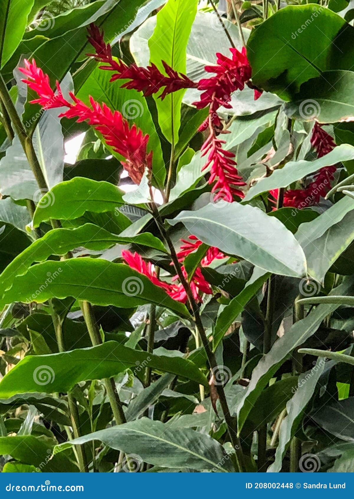 Flores Rojas Tropicales Con Hojas Verdes Foto de archivo - Imagen de plantas, cubo: 208002448 Flores Rojas Tropicales Con Hojas Verdes Foto de archivo - Imagen de plantas, cubo: 208002448