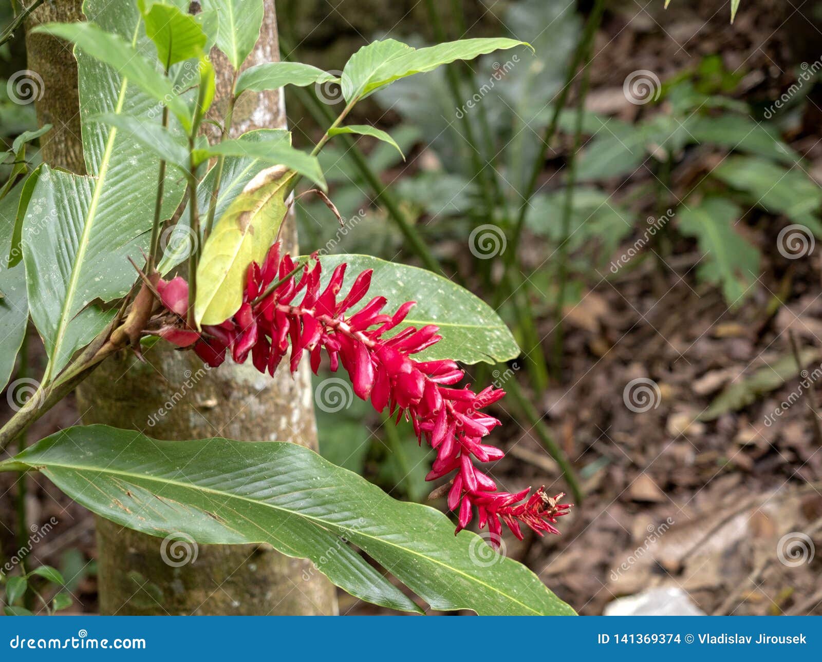 Flores Rojas Tropicales En Un árbol, Guatemala Foto de archivo - Imagen de  flor, fondo: 141369374