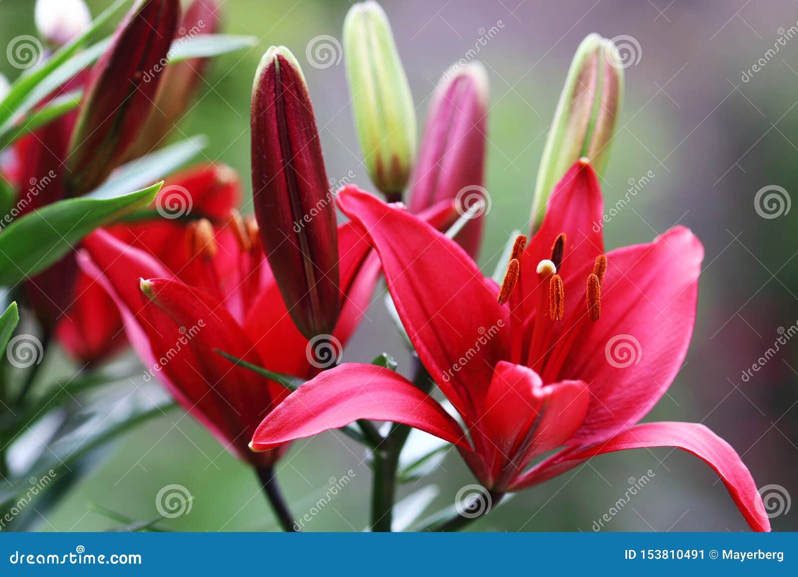 Flores Rojo Oscuro Del Lirio Imagen de archivo - Imagen de tipos, flores:  153810491